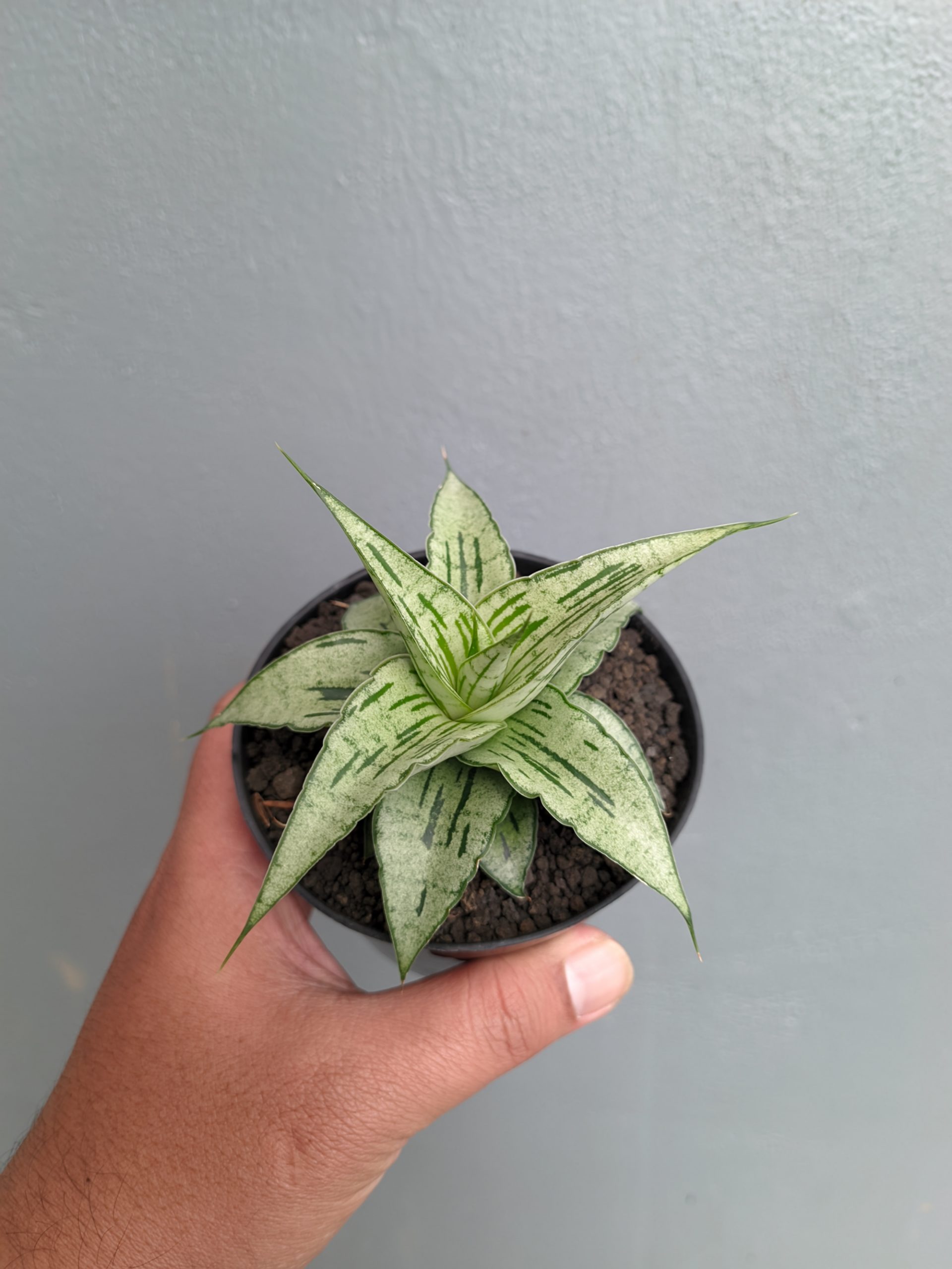 1301. Sansevieria Bianca - Image 3