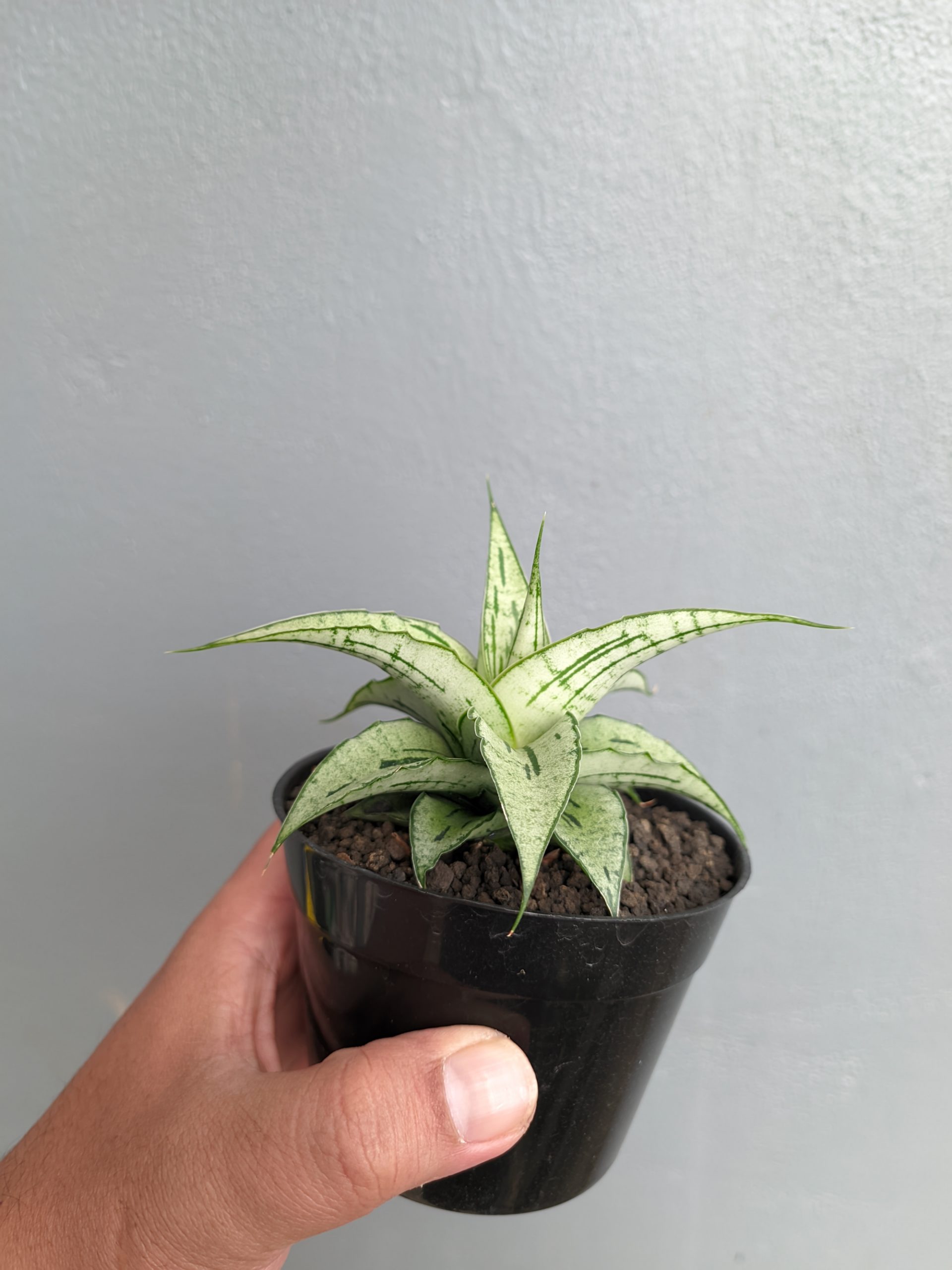 1301. Sansevieria Bianca - Image 4