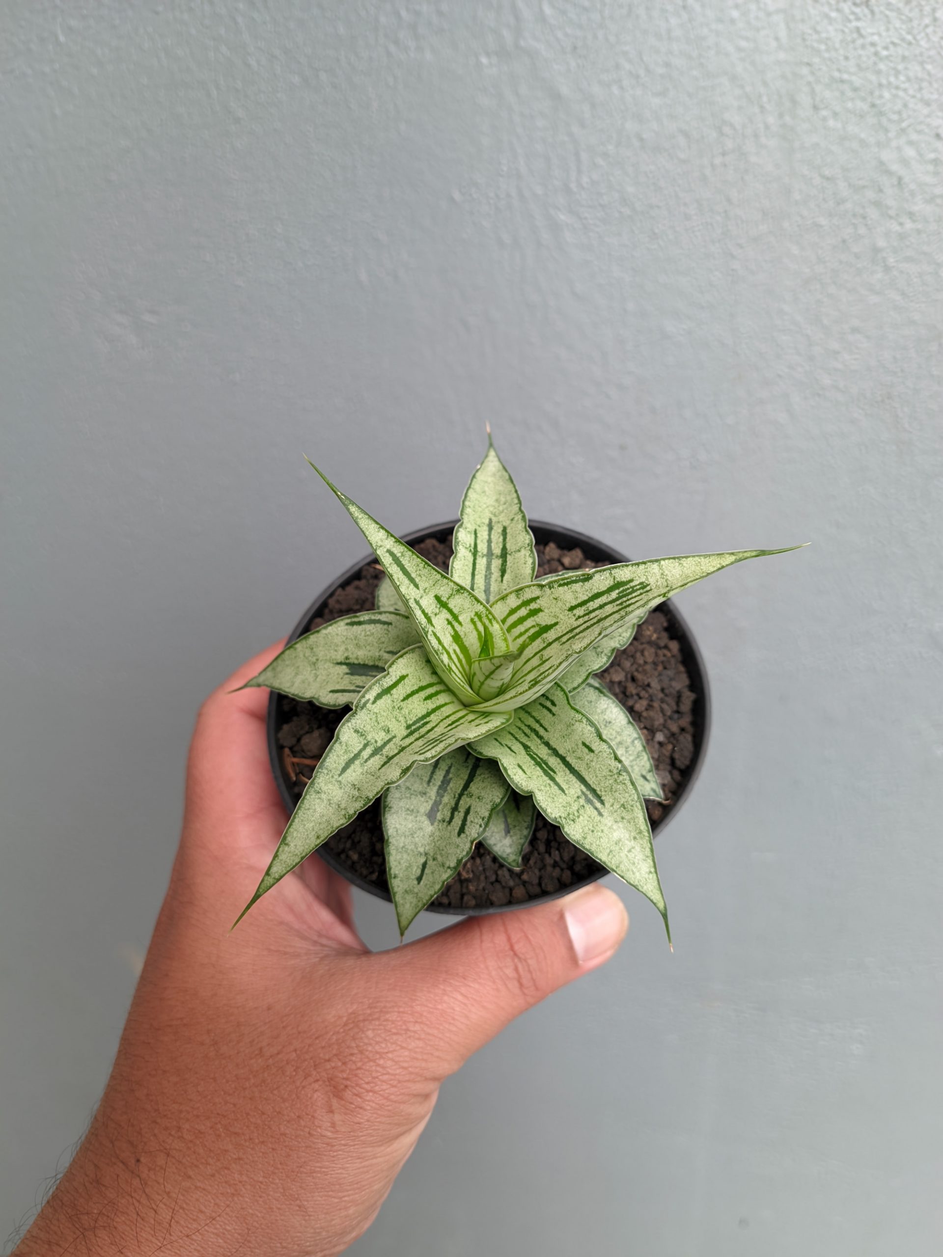 1301. Sansevieria Bianca - Image 5