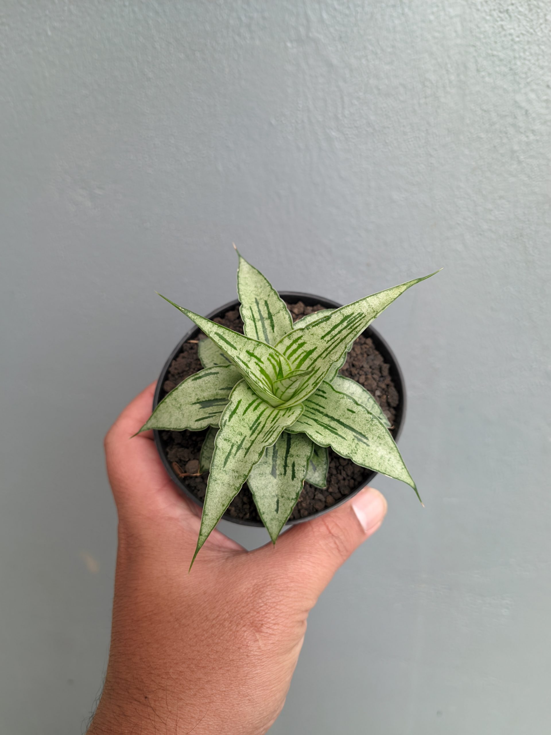 1301. Sansevieria Bianca - Image 6