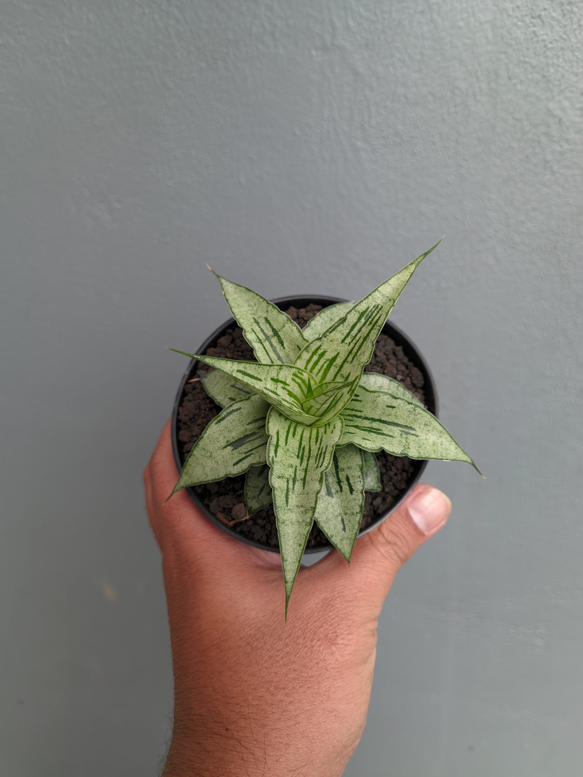1301. Sansevieria Bianca - Image 7