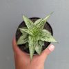 1301. Sansevieria Bianca