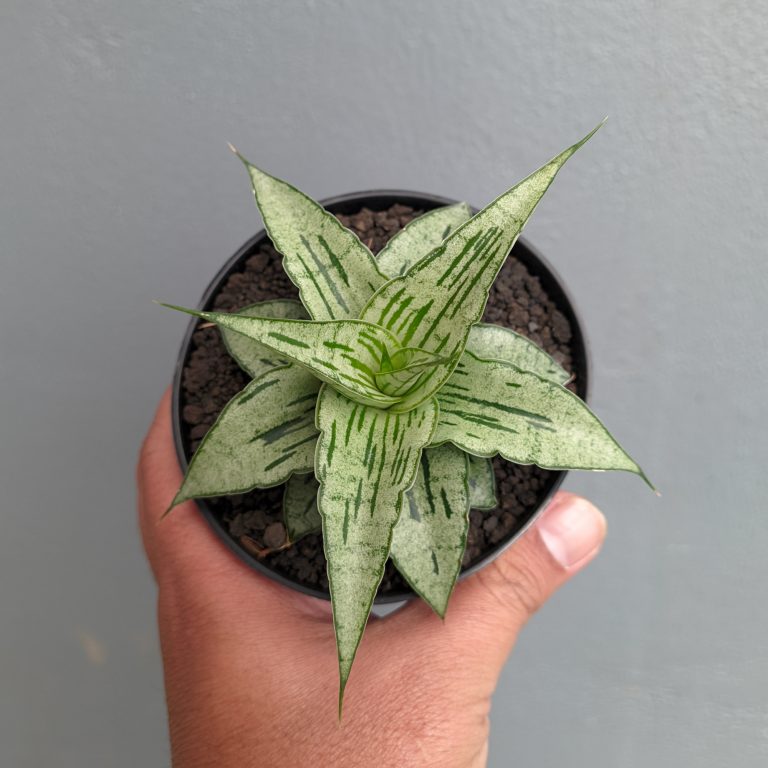 1301. Sansevieria Bianca