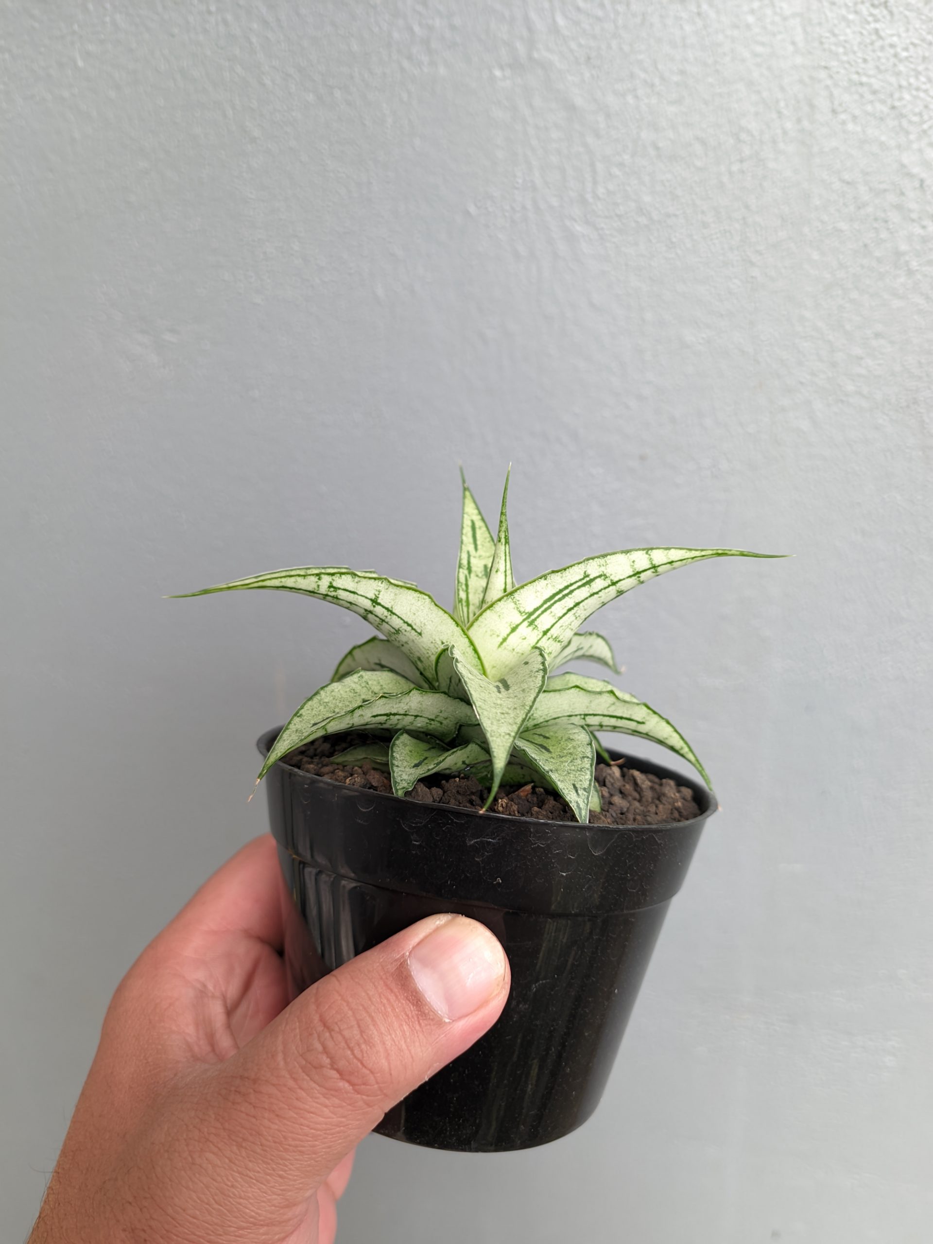 1301. Sansevieria Bianca - Image 9