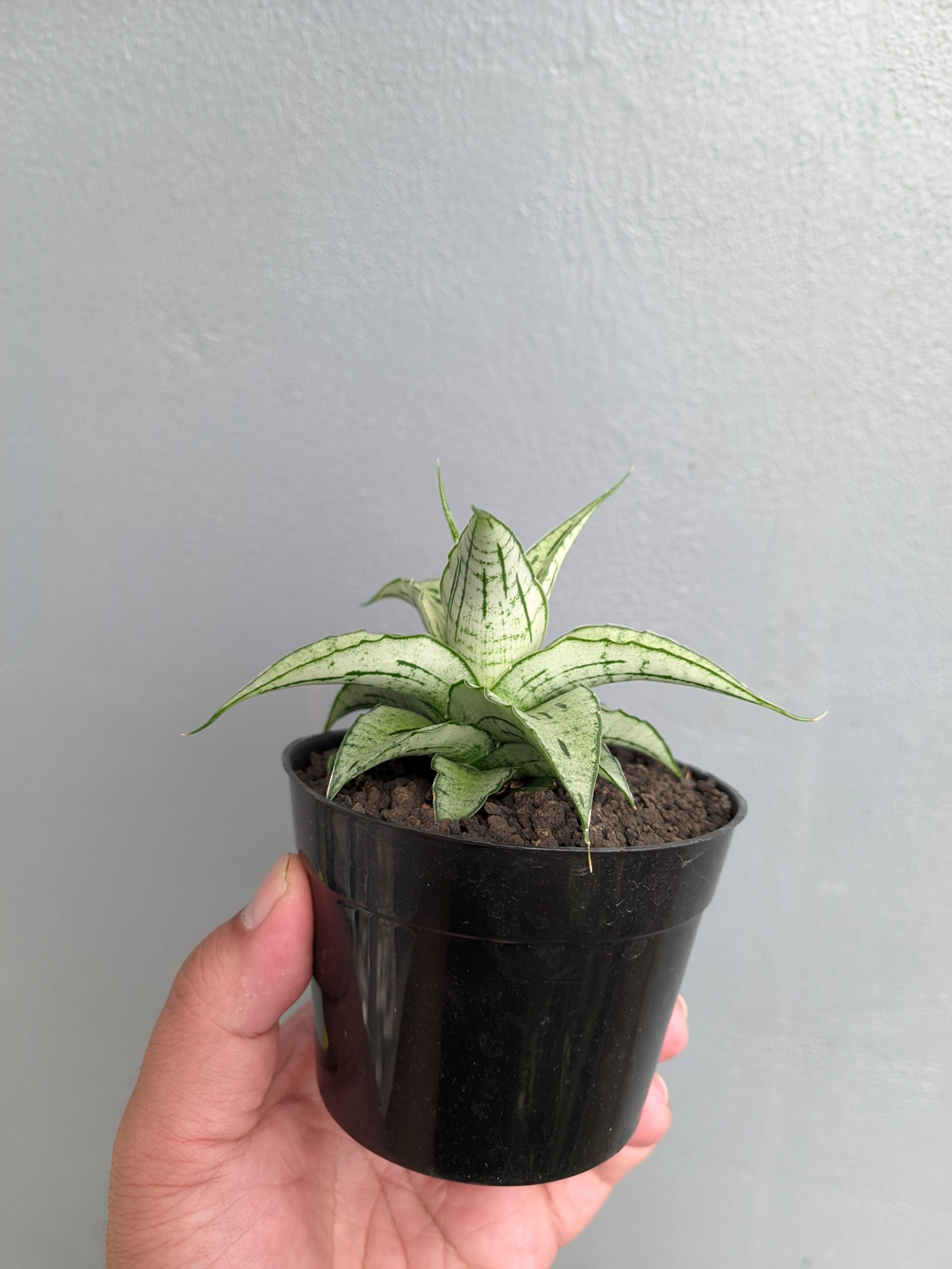 1301. Sansevieria Bianca - Image 10