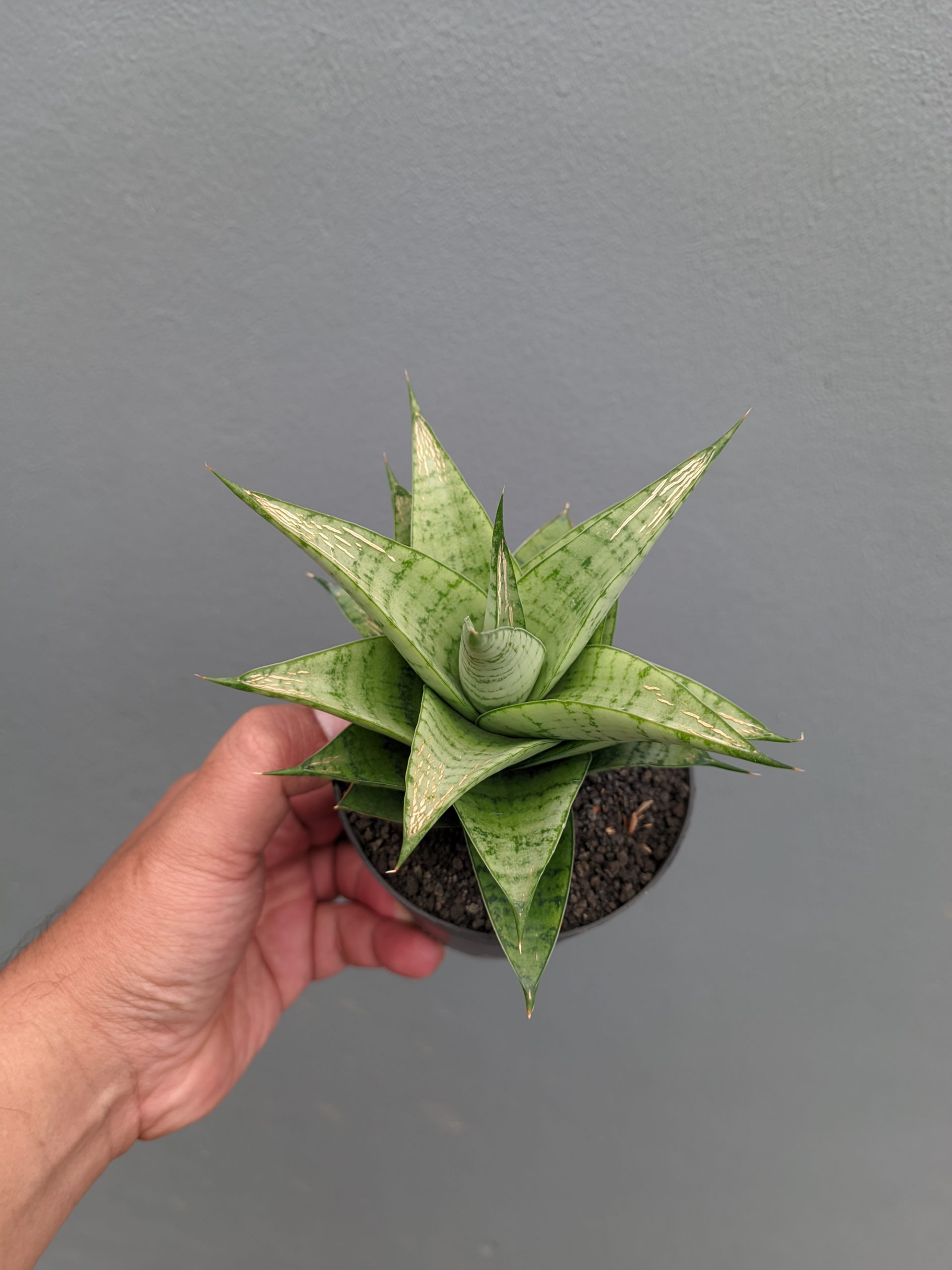 1302. Sansevieria Niubi - Image 6