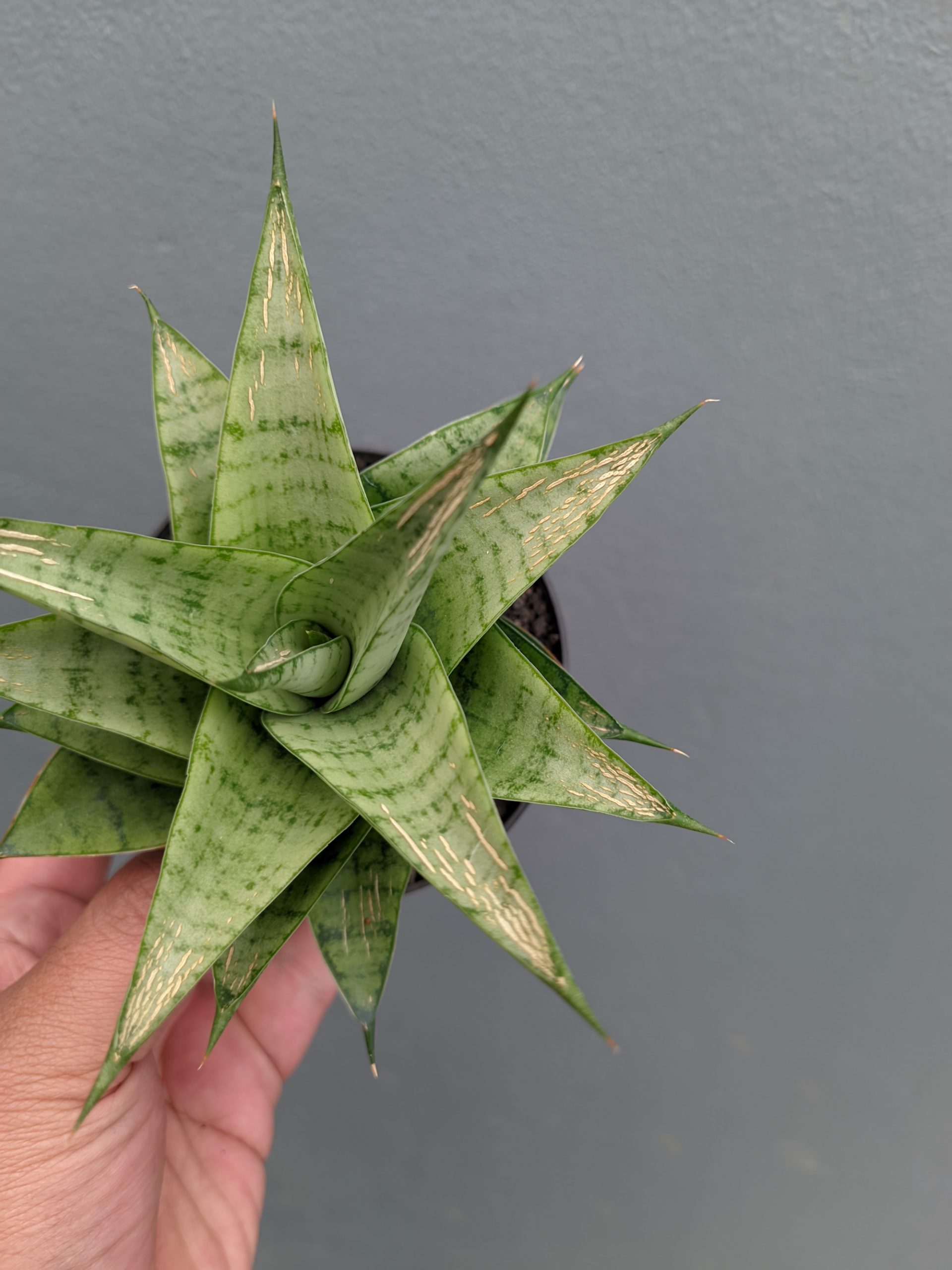1302. Sansevieria Niubi - Image 2