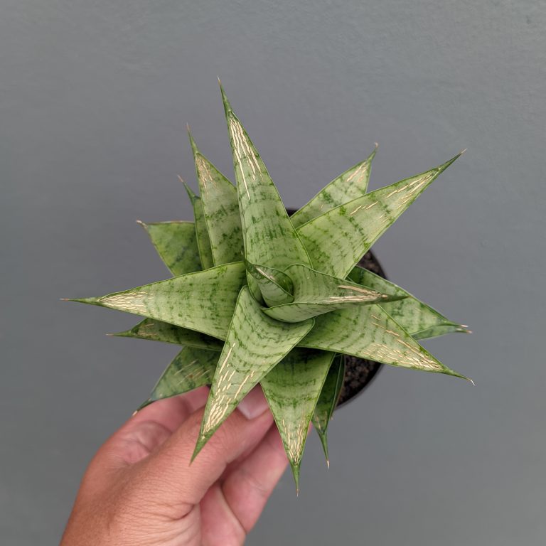 1302. Sansevieria Niubi