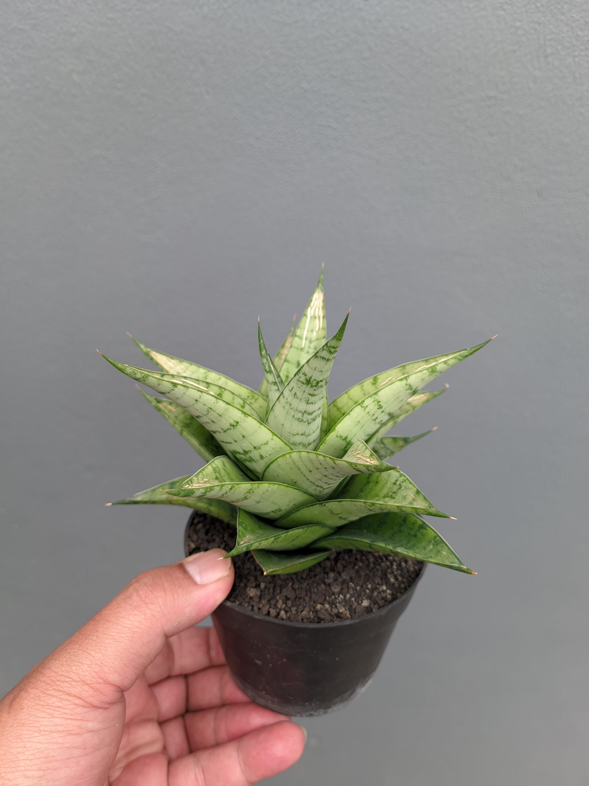 1302. Sansevieria Niubi - Image 3