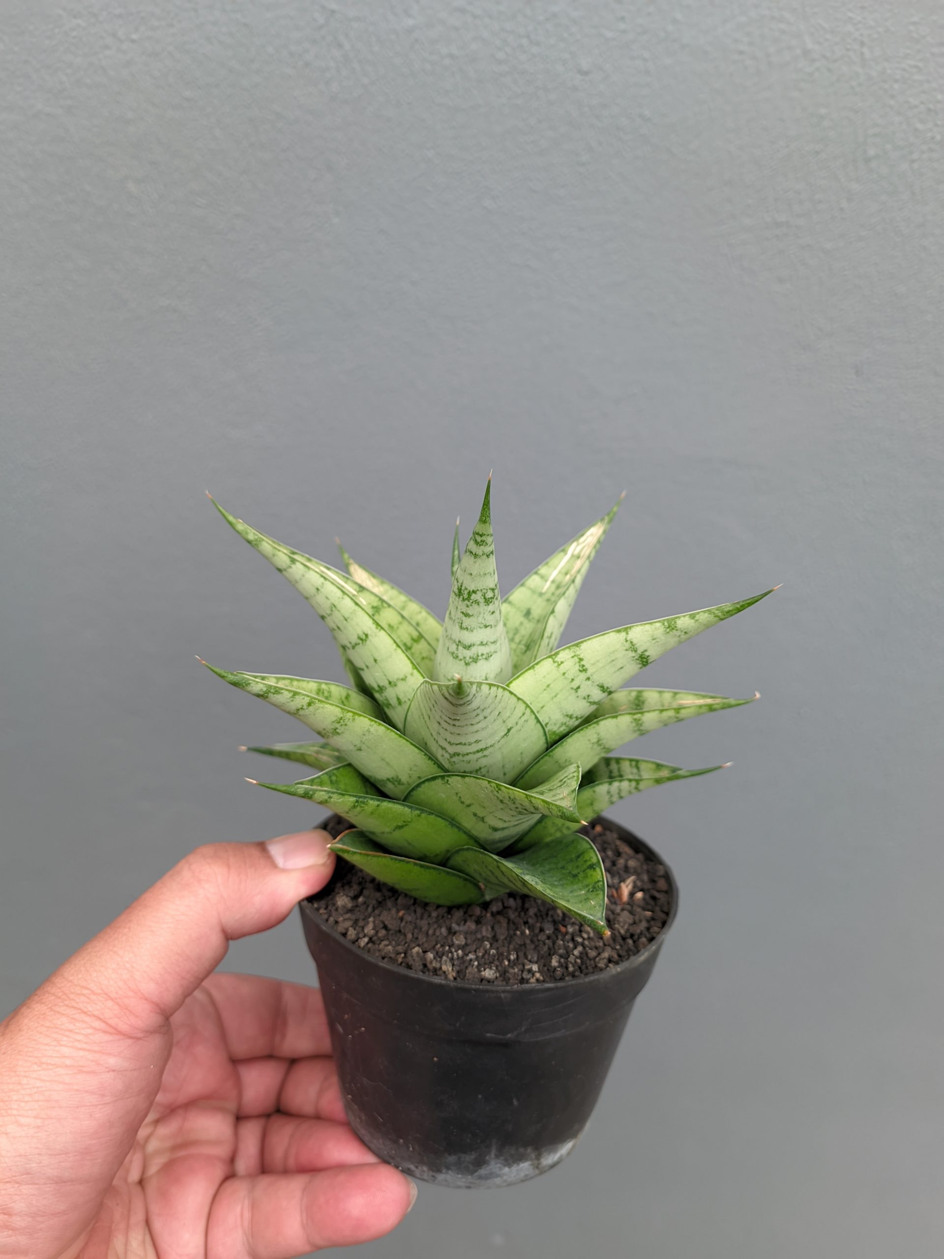 1302. Sansevieria Niubi - Image 5