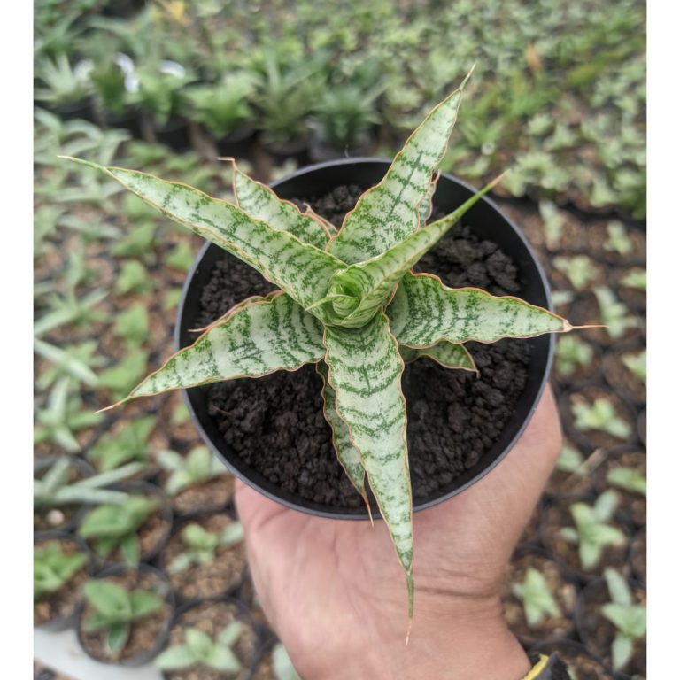 1303. Sansevieria Nogo Geni