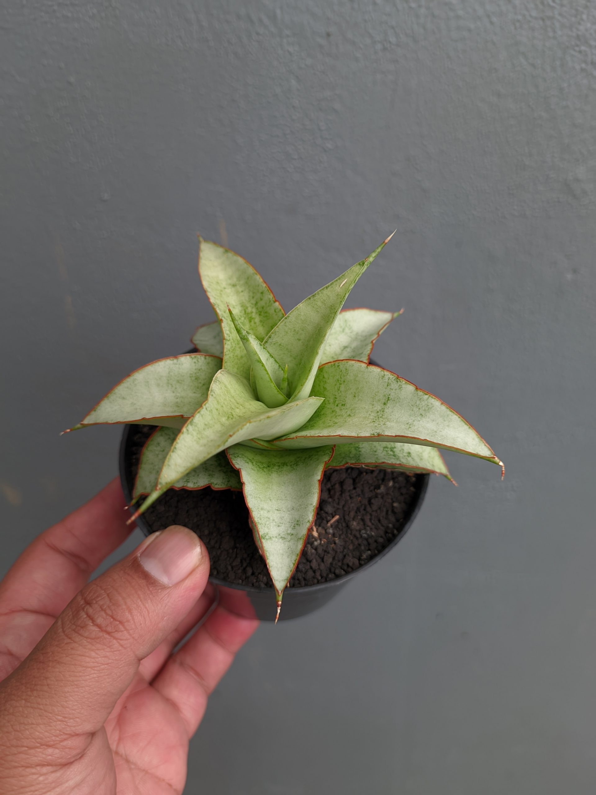 1304. Sansevieria Mega - Image 3