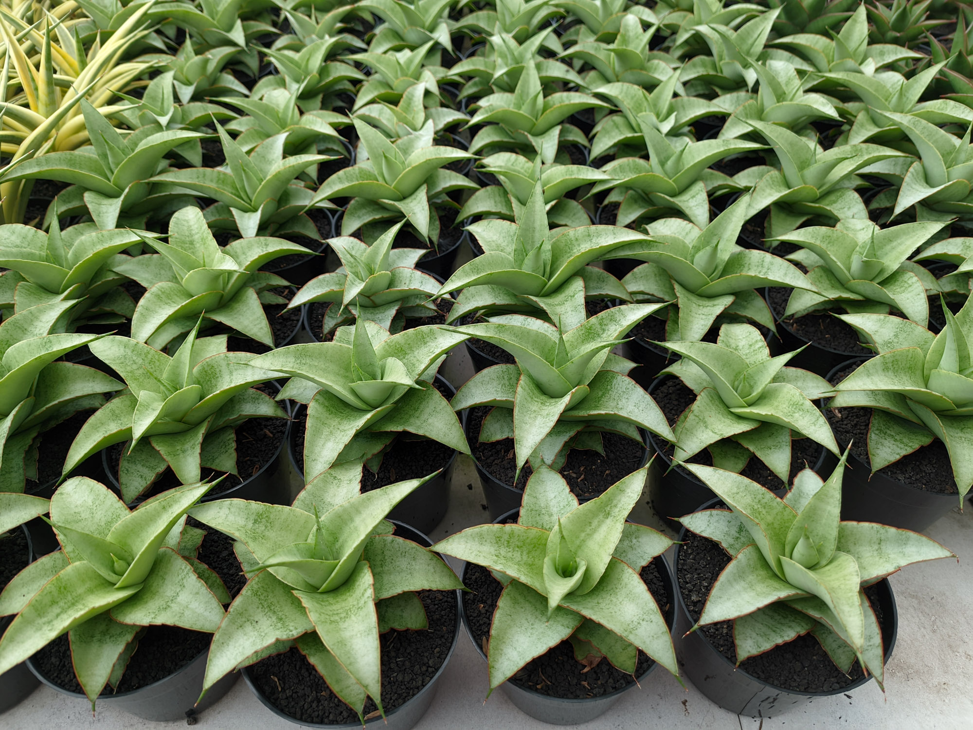 1304. Sansevieria Mega - Image 2
