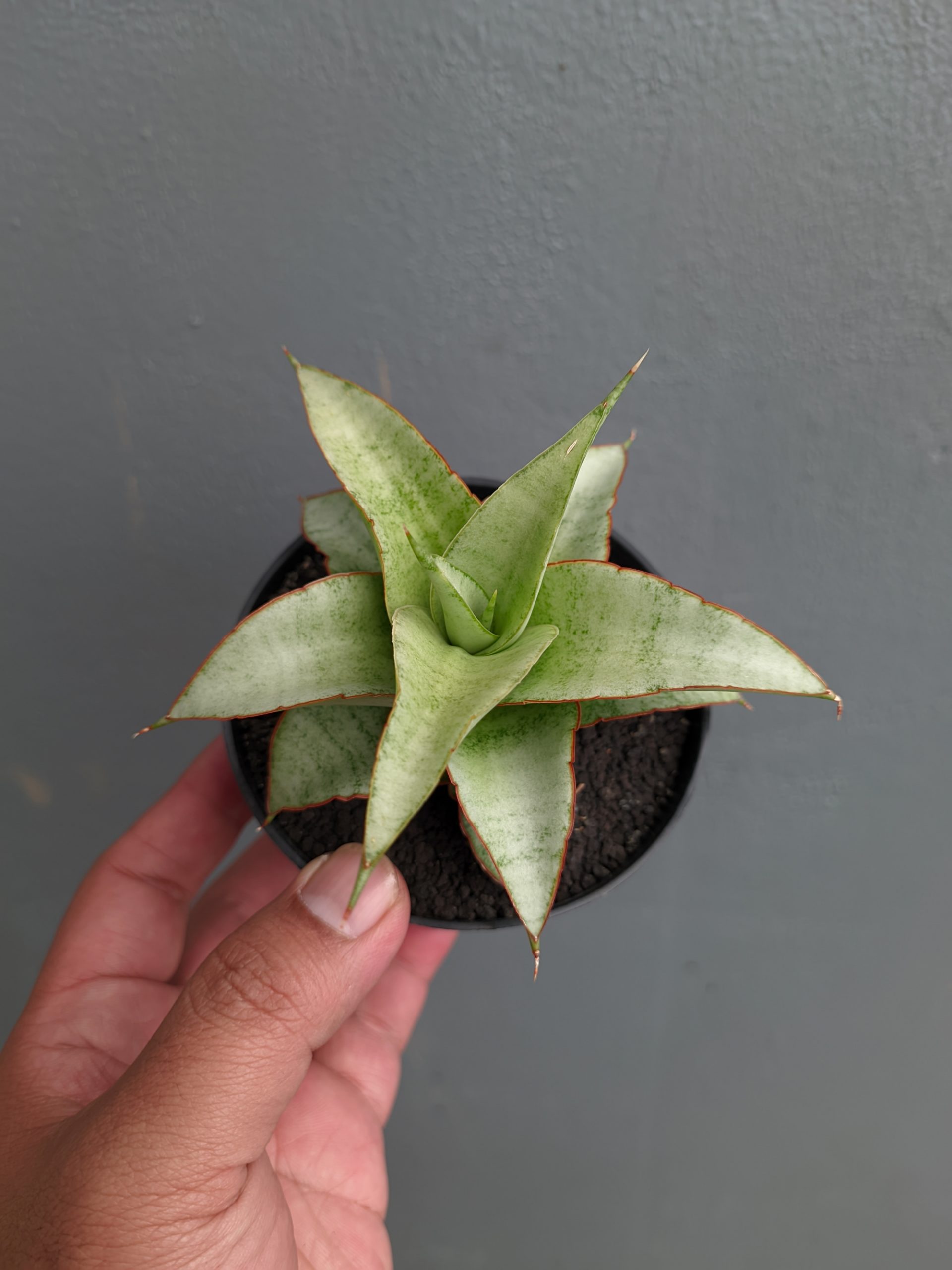 1304. Sansevieria Mega - Image 4