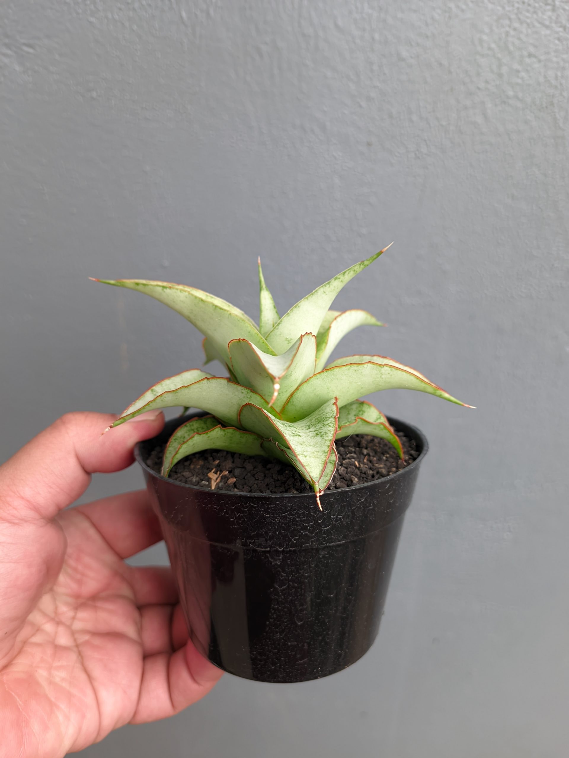 1304. Sansevieria Mega - Image 7