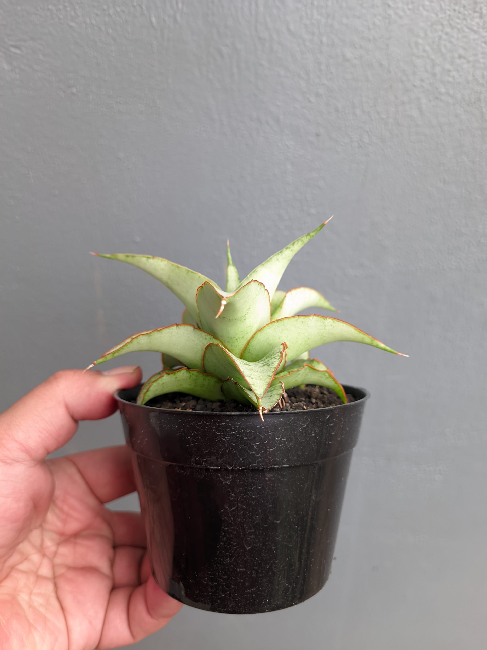 1304. Sansevieria Mega - Image 8