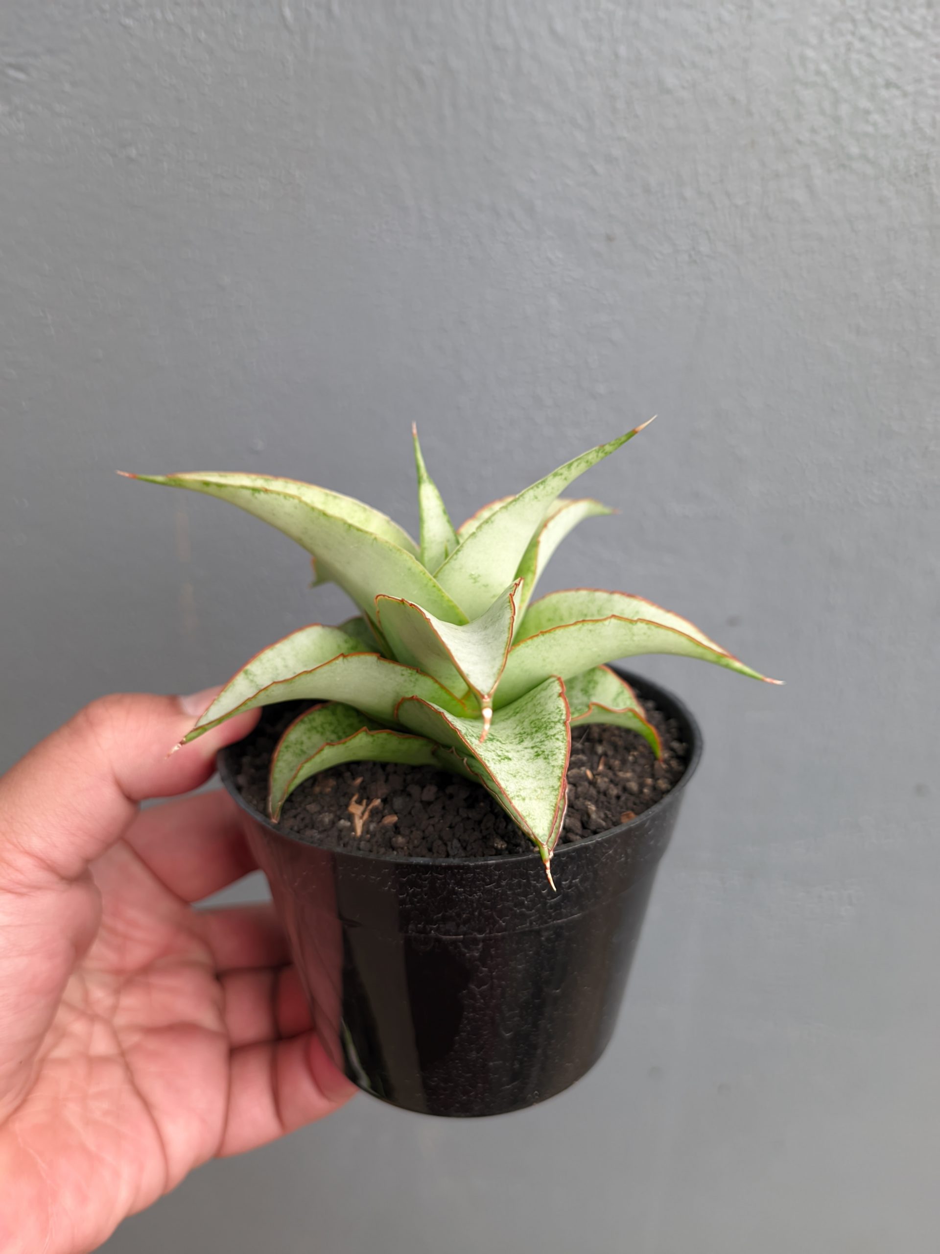 1304. Sansevieria Mega - Image 10