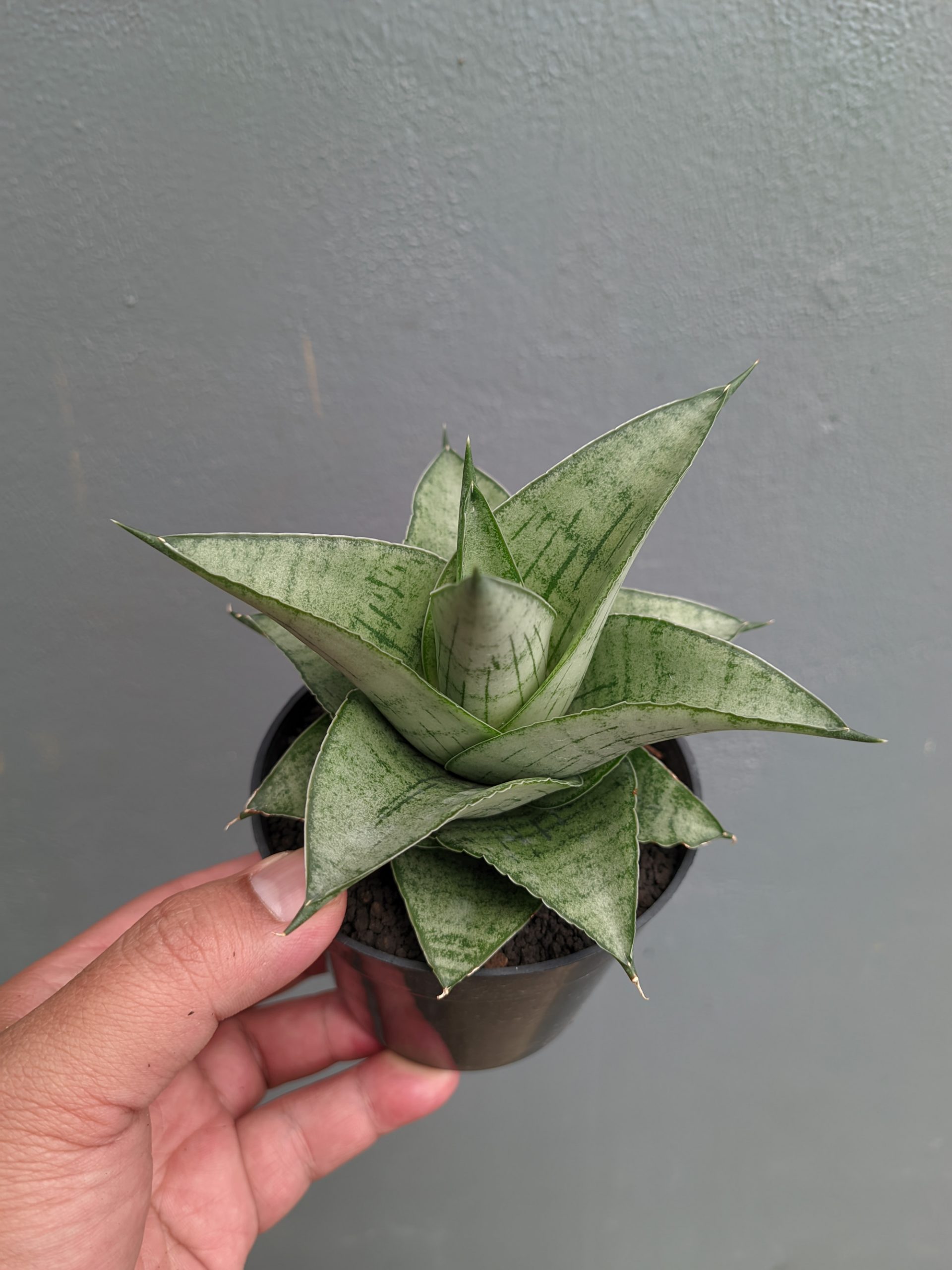 1305. Sansevieria Agata - Image 3