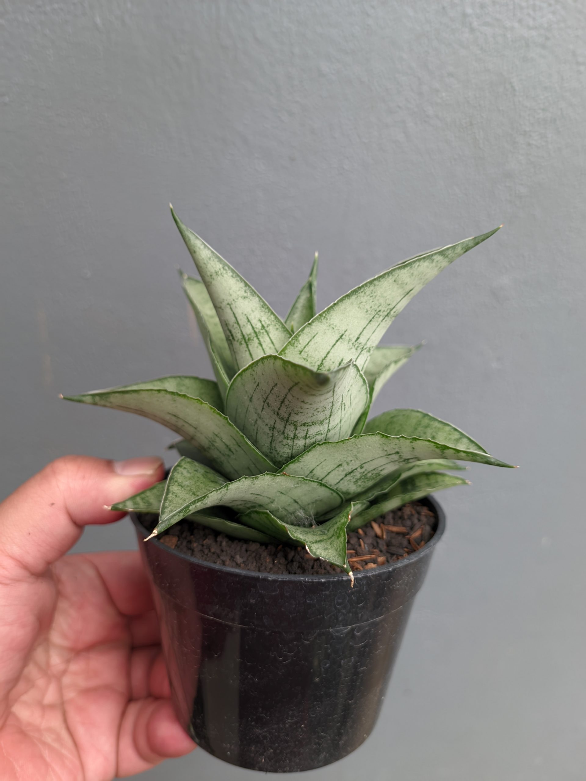 1305. Sansevieria Agata - Image 11