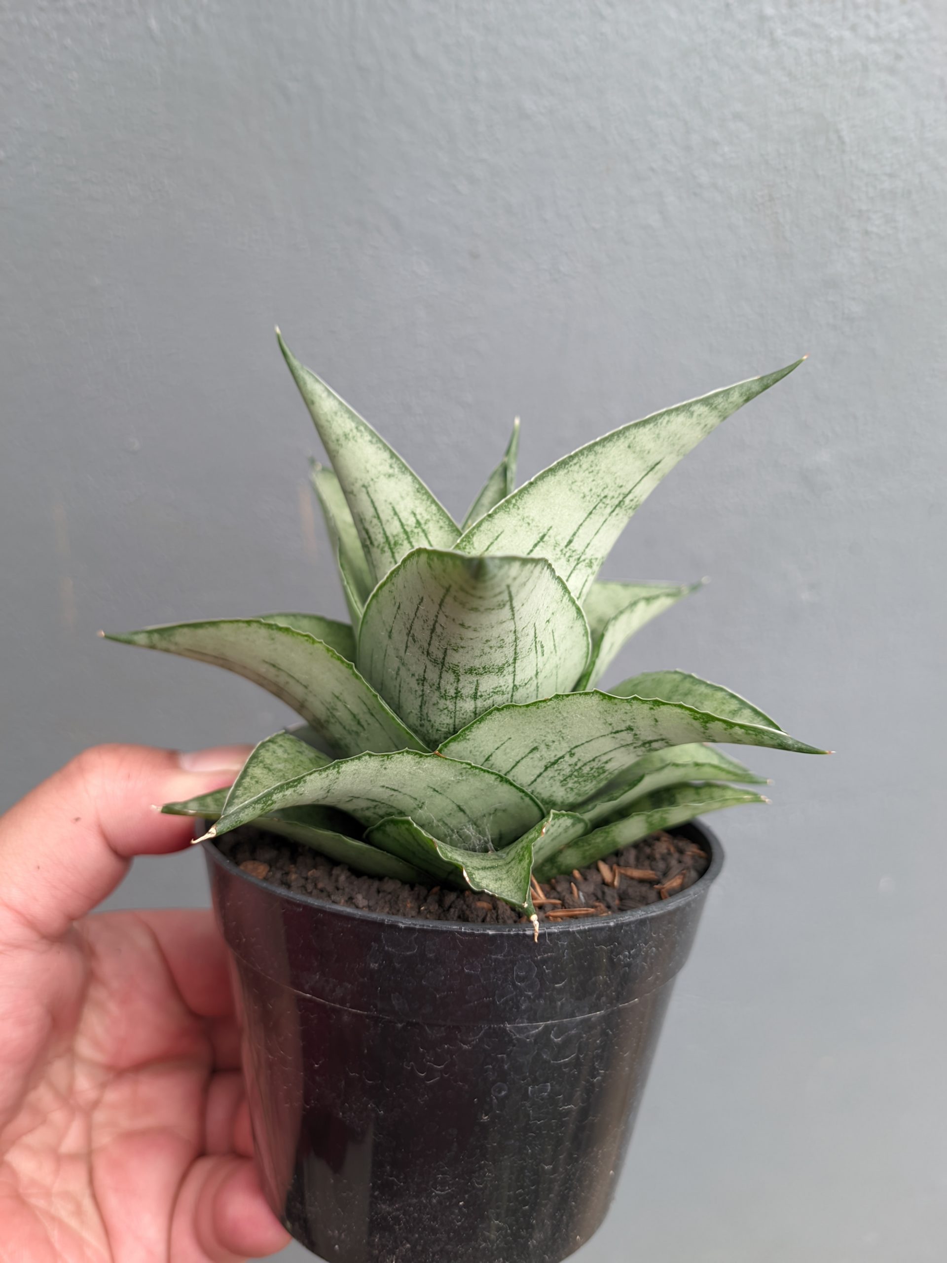 1305. Sansevieria Agata - Image 12