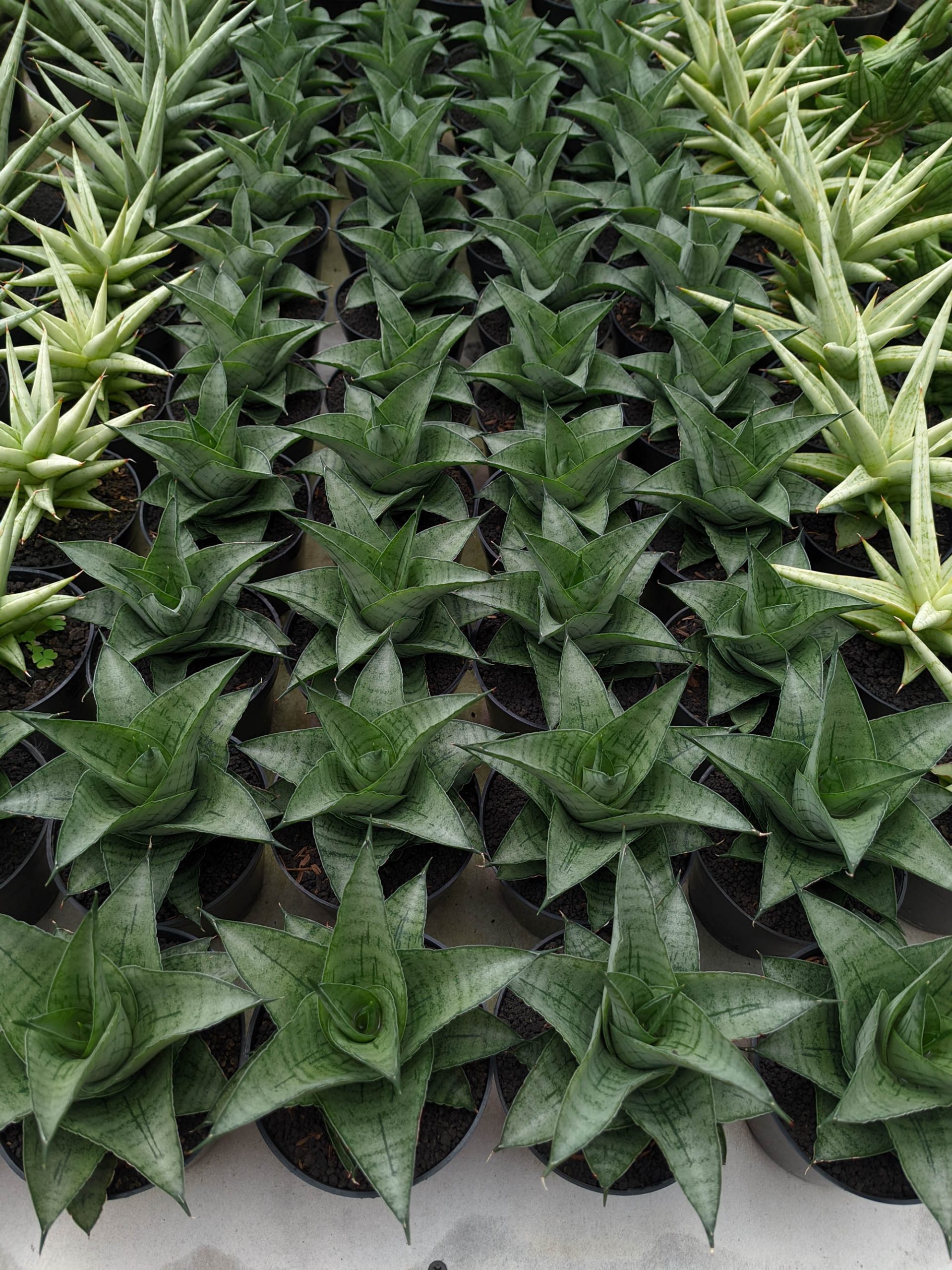 1305. Sansevieria Agata - Image 2