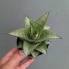 1305. Sansevieria Agata