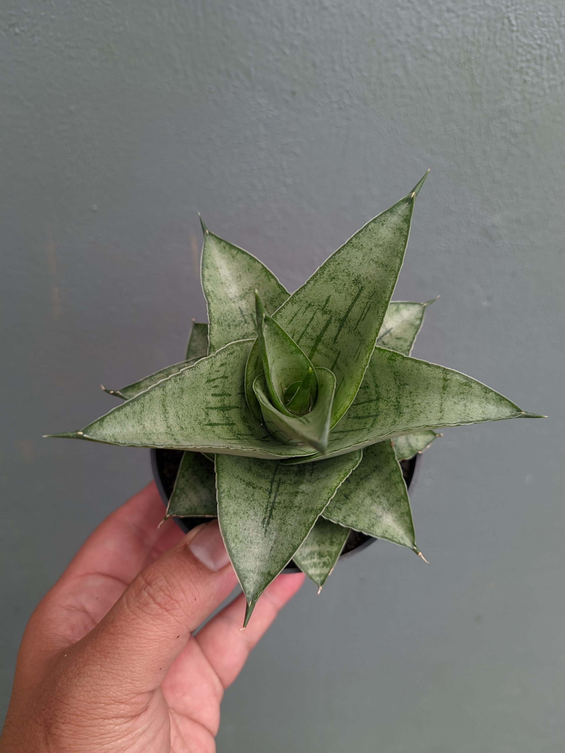 1305. Sansevieria Agata - Image 4