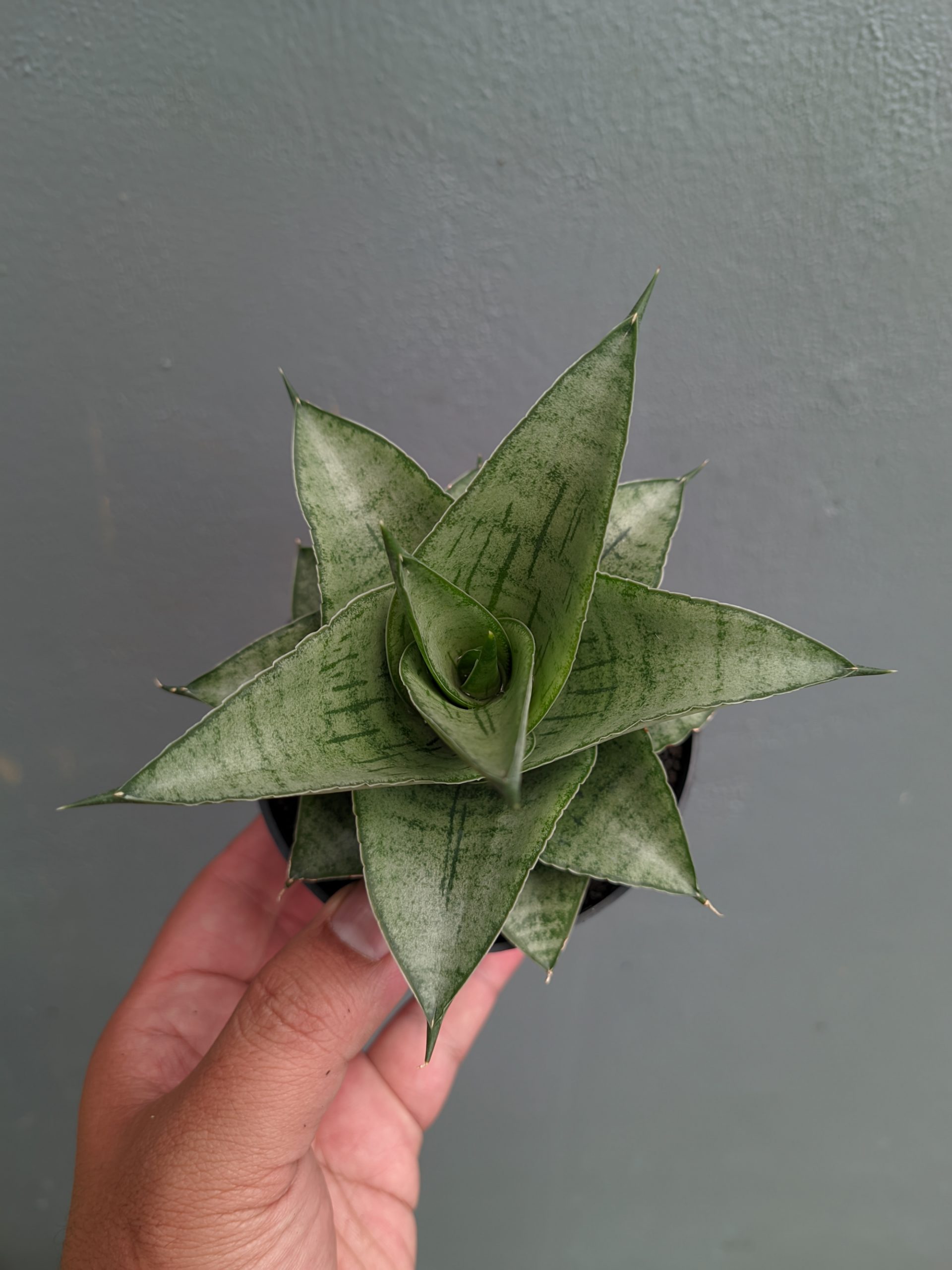 1305. Sansevieria Agata - Image 5