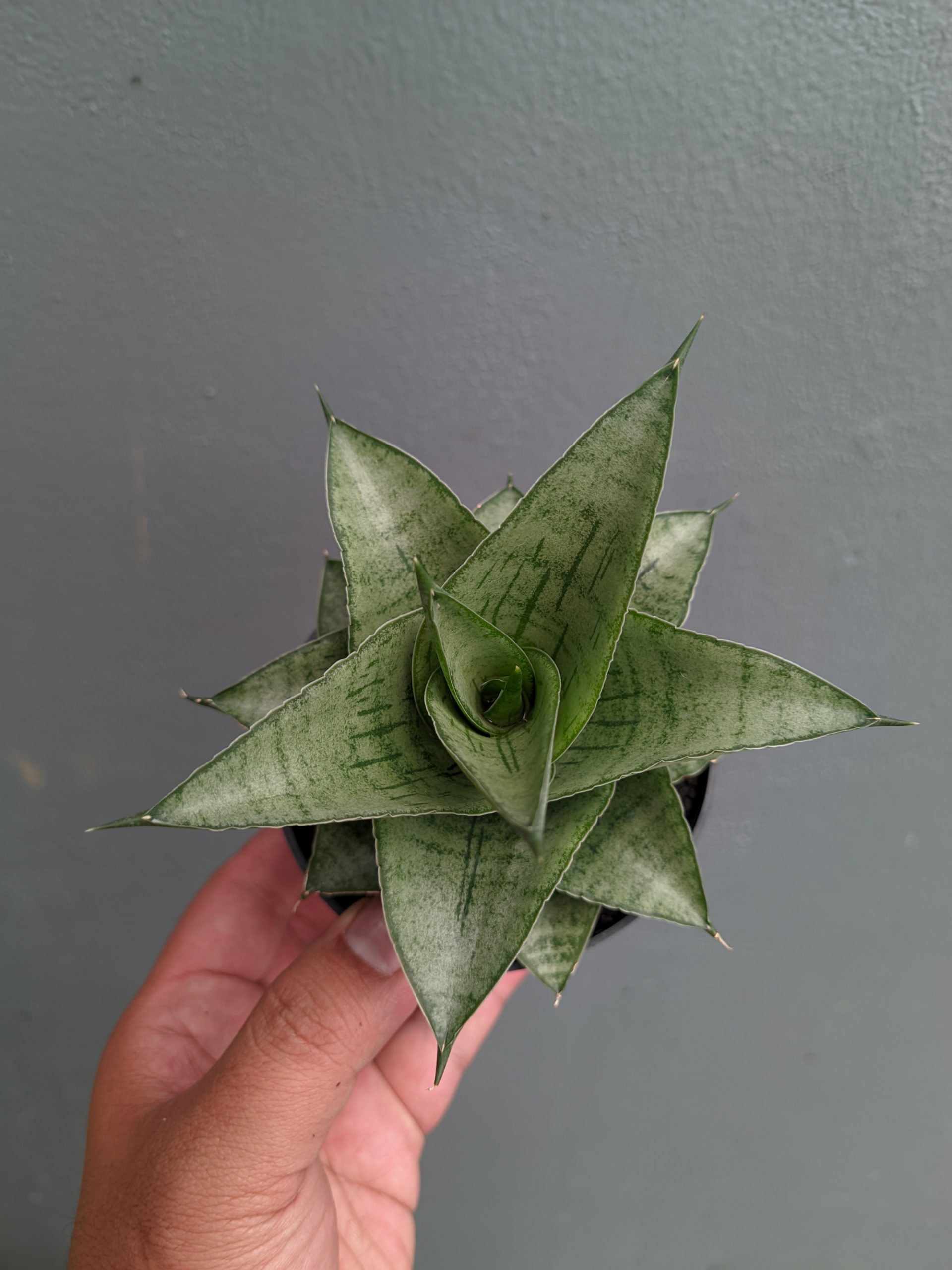 1305. Sansevieria Agata - Image 6