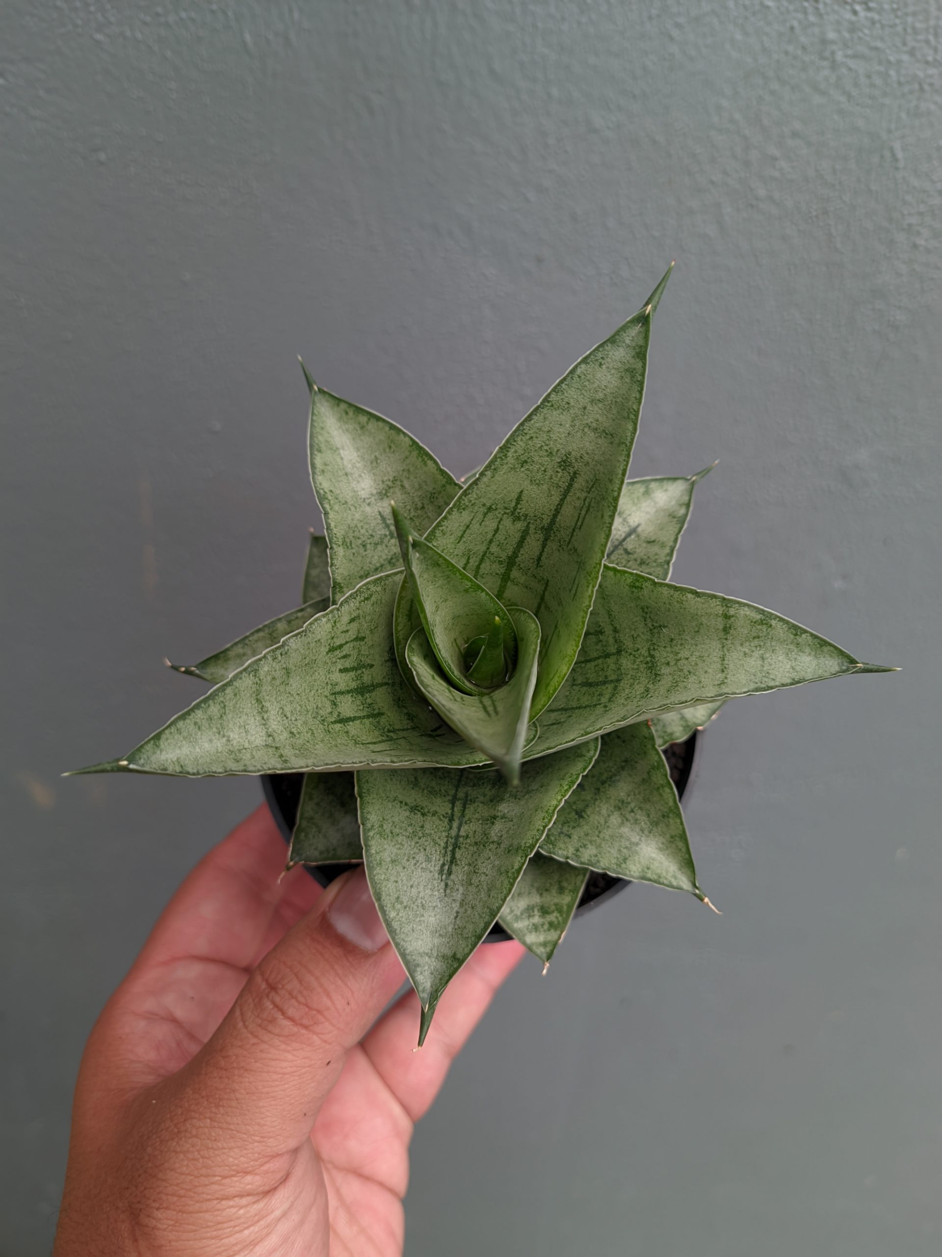 1305. Sansevieria Agata - Image 7