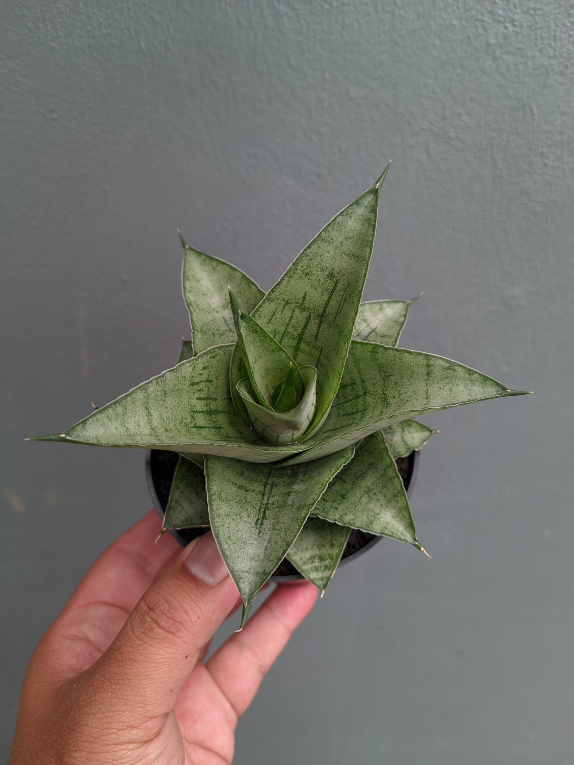 1305. Sansevieria Agata - Image 8