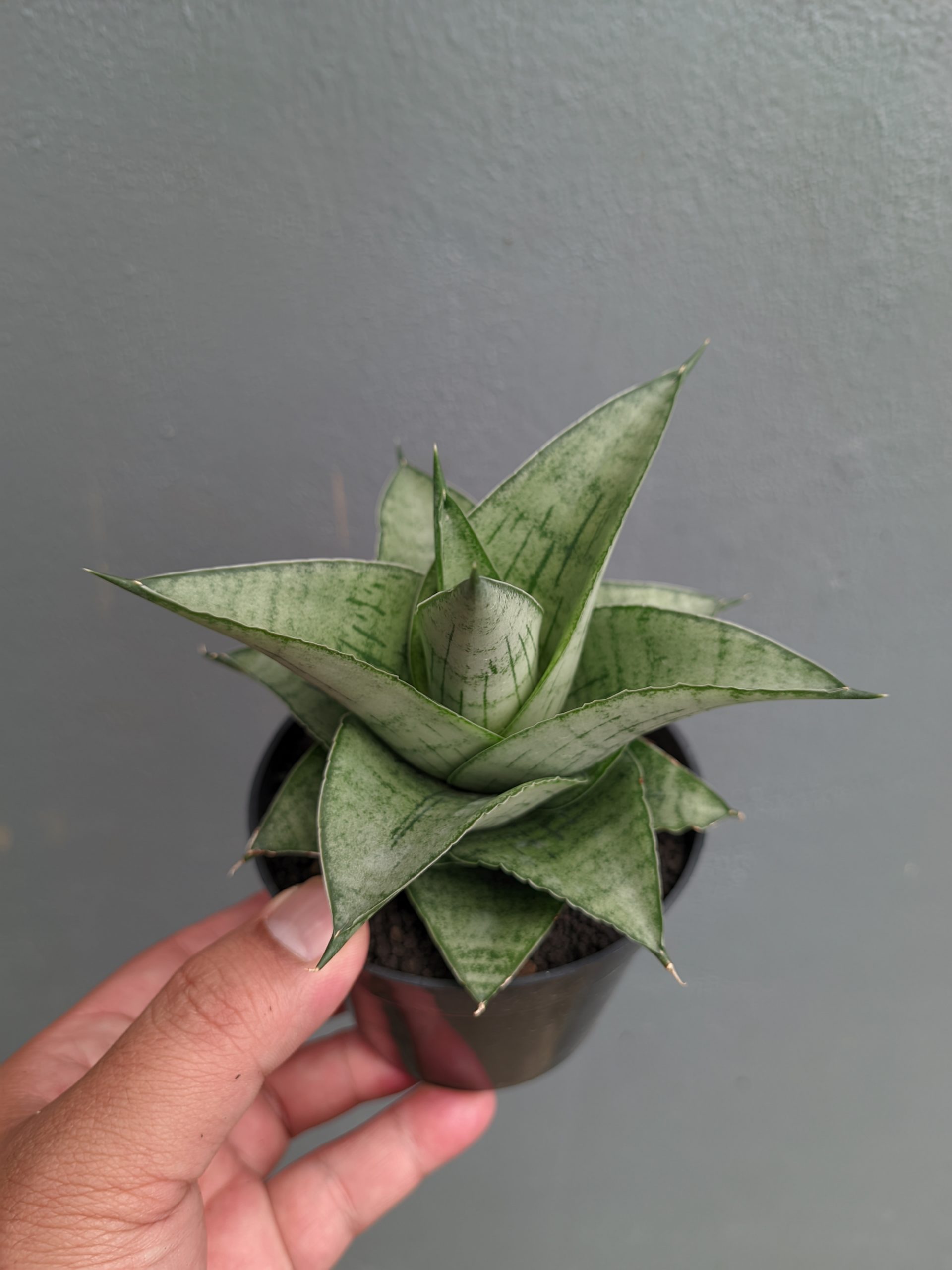 1305. Sansevieria Agata - Image 9