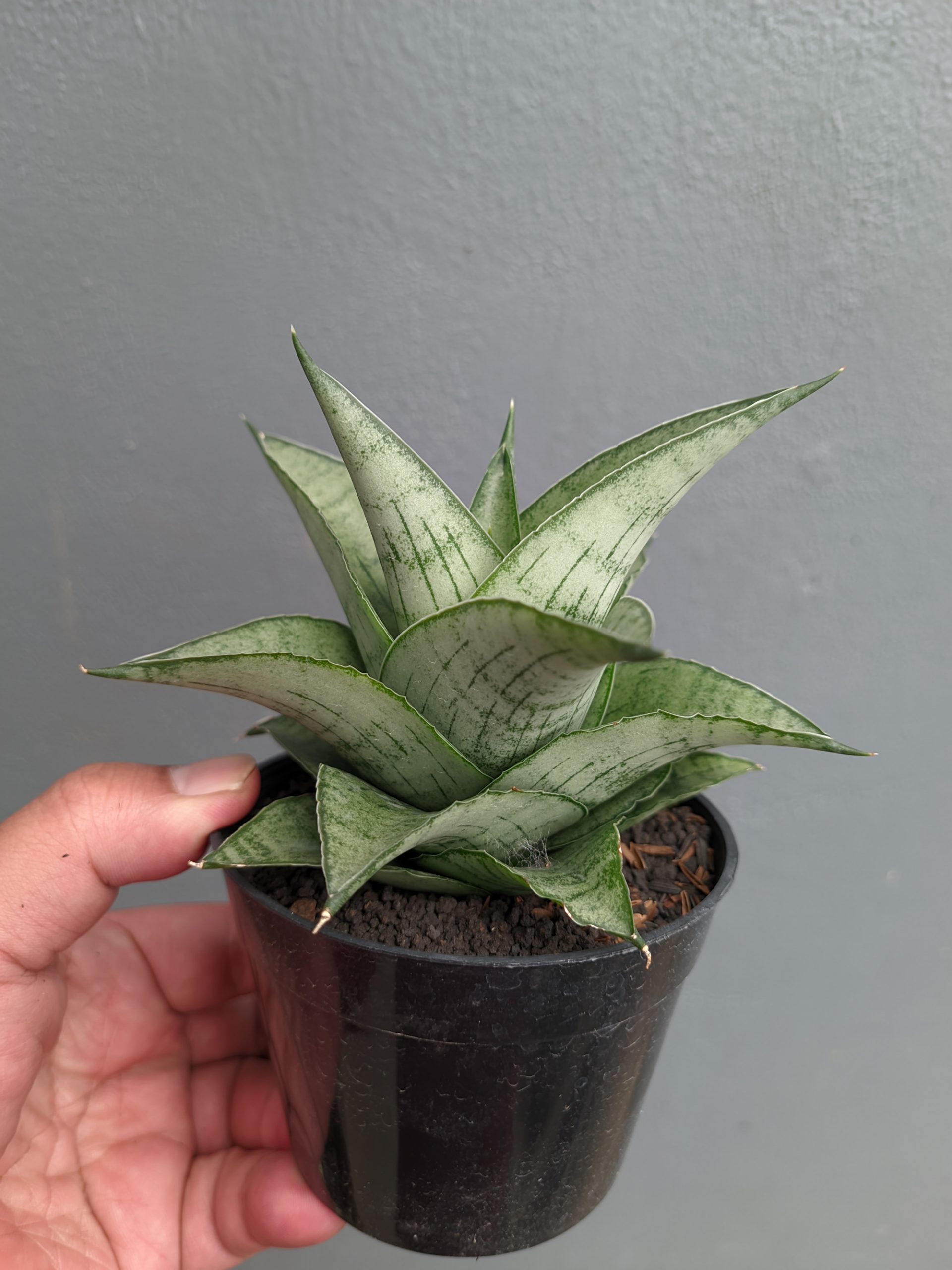 1305. Sansevieria Agata - Image 10