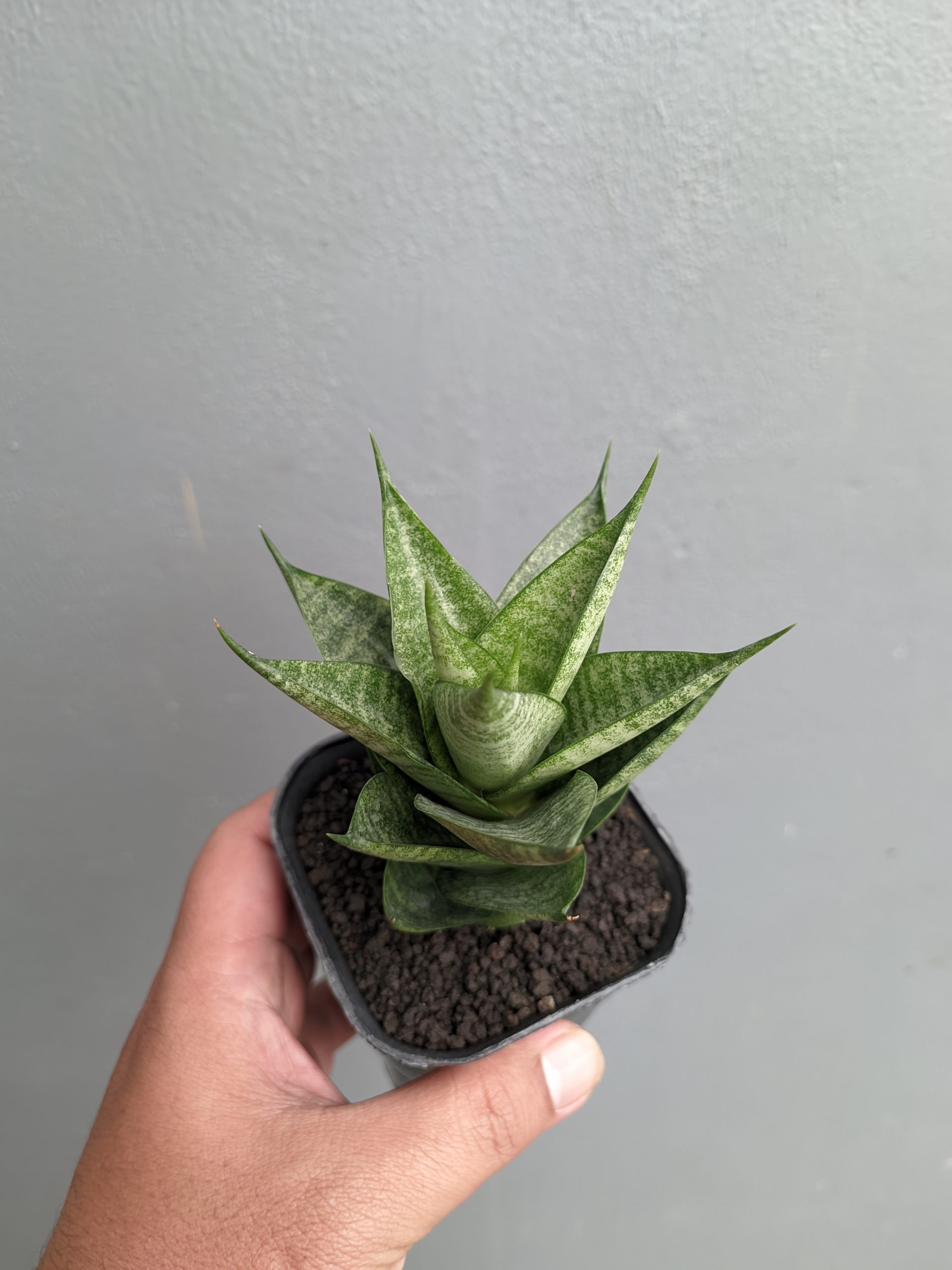 1306. Sansevieria Santanu - Image 3