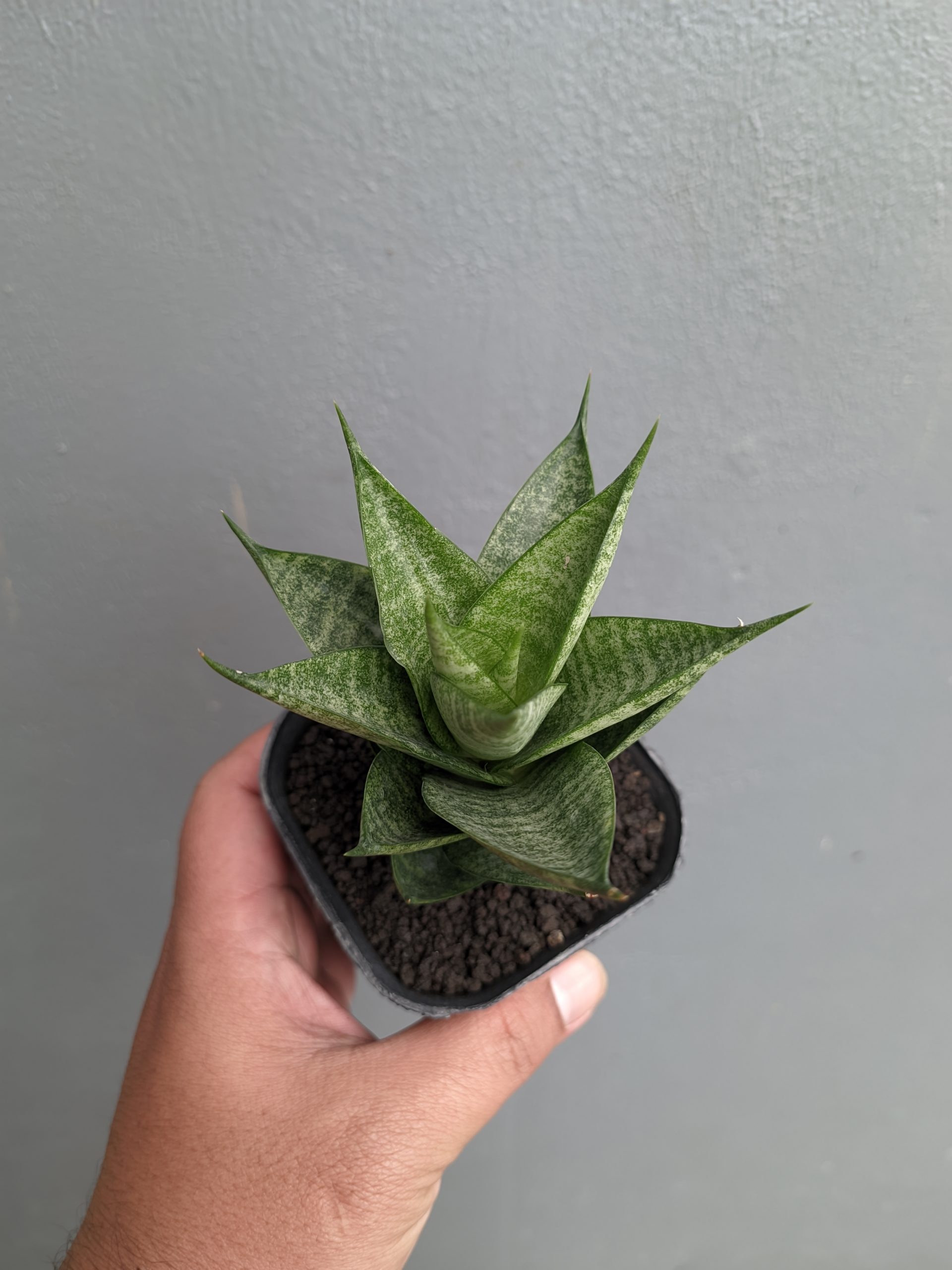 1306. Sansevieria Santanu - Image 4