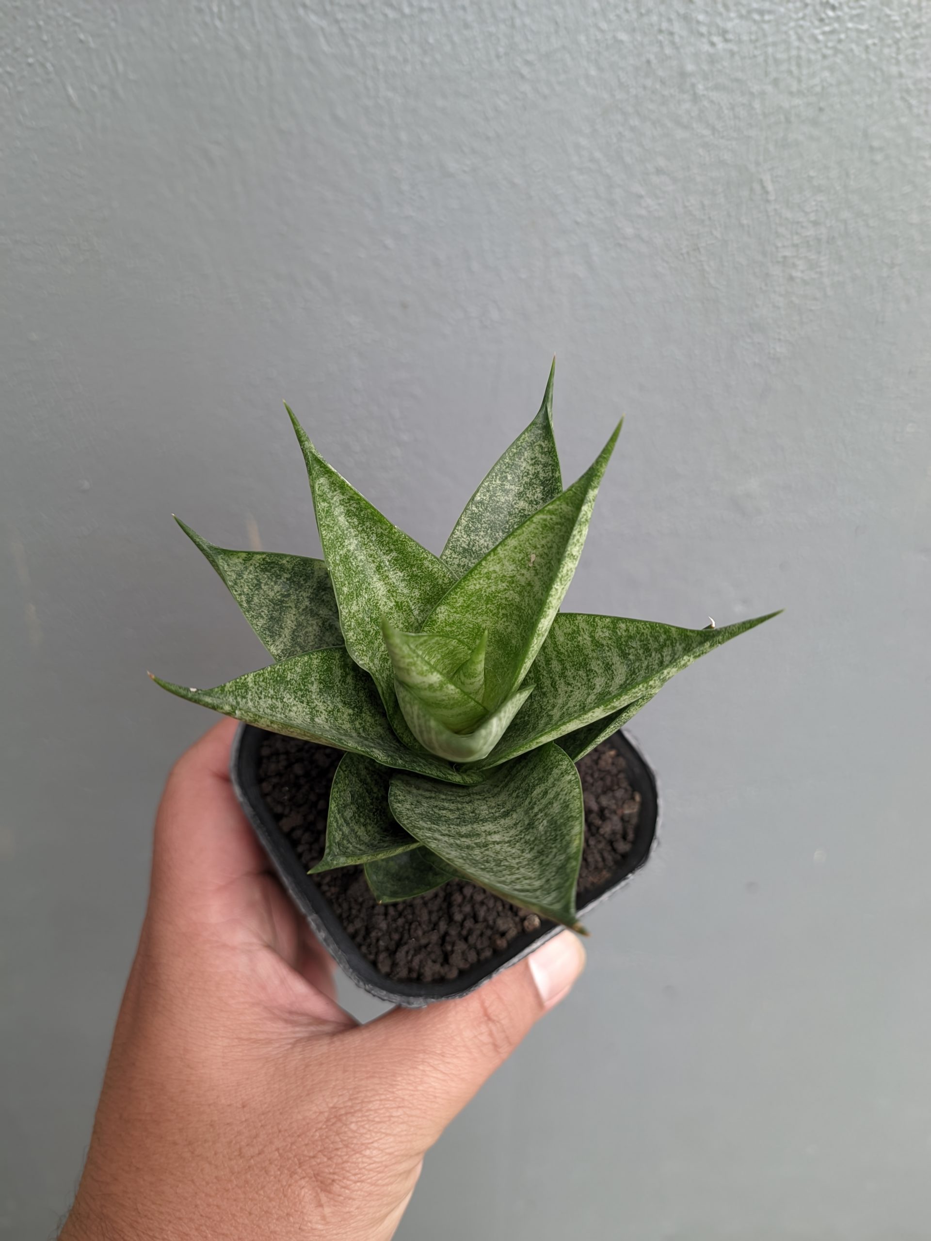 1306. Sansevieria Santanu - Image 5