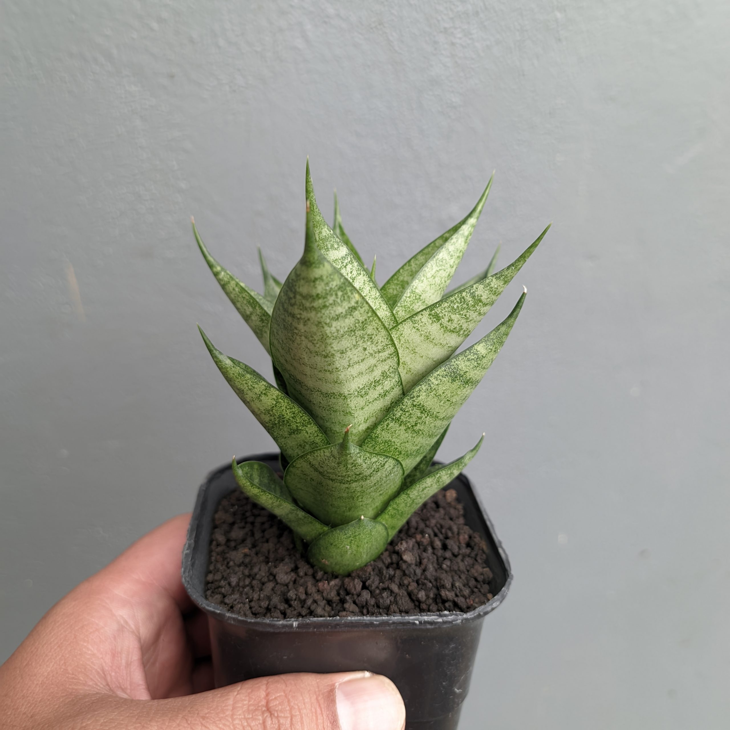 1306. Sansevieria Santanu - Image 6