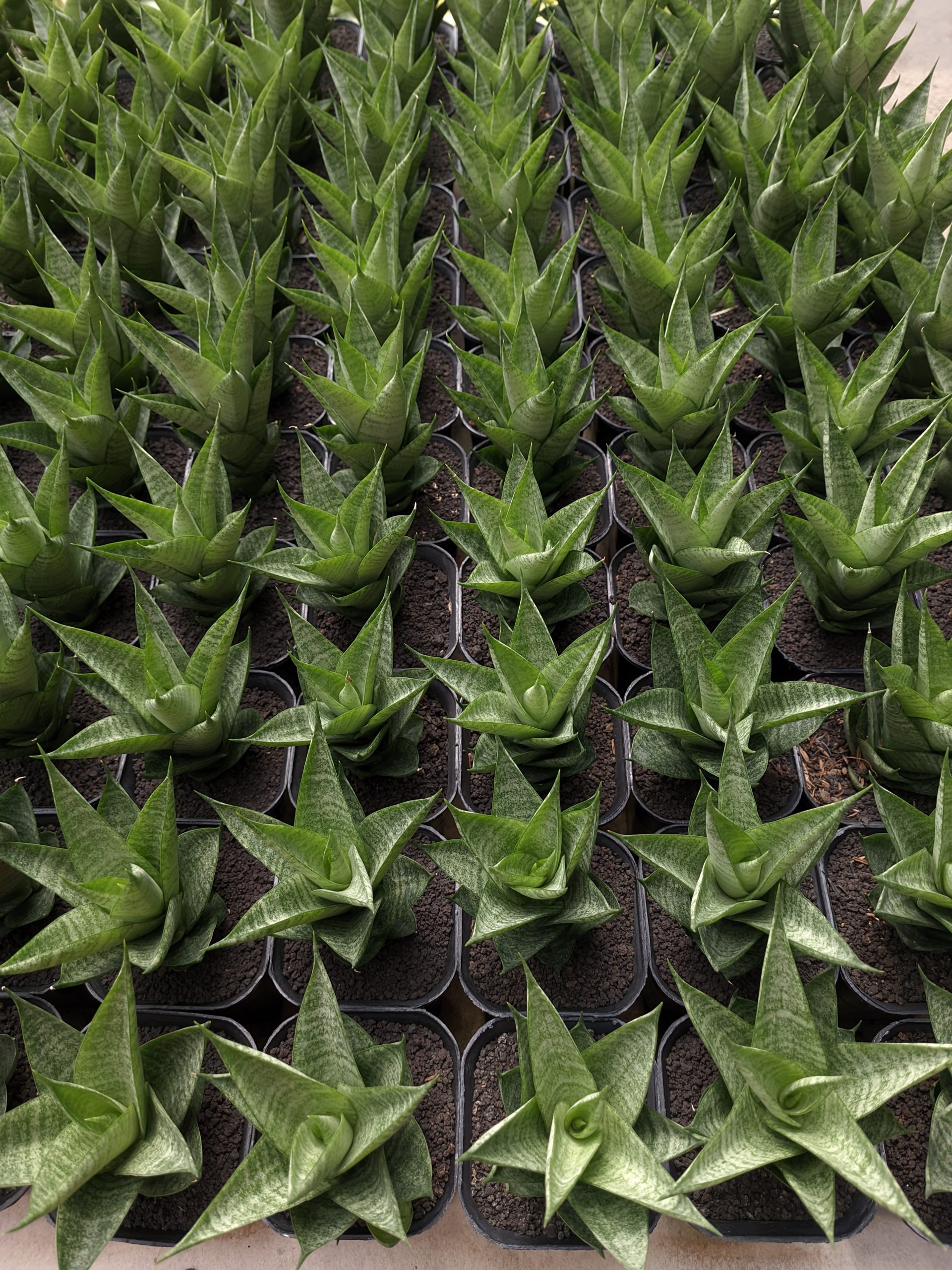 1306. Sansevieria Santanu - Image 2