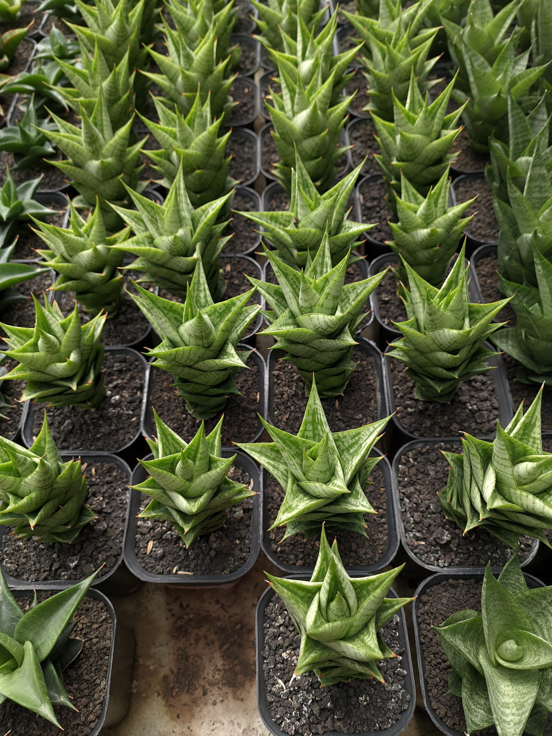 1307. Sansevieria Win Win - Image 2