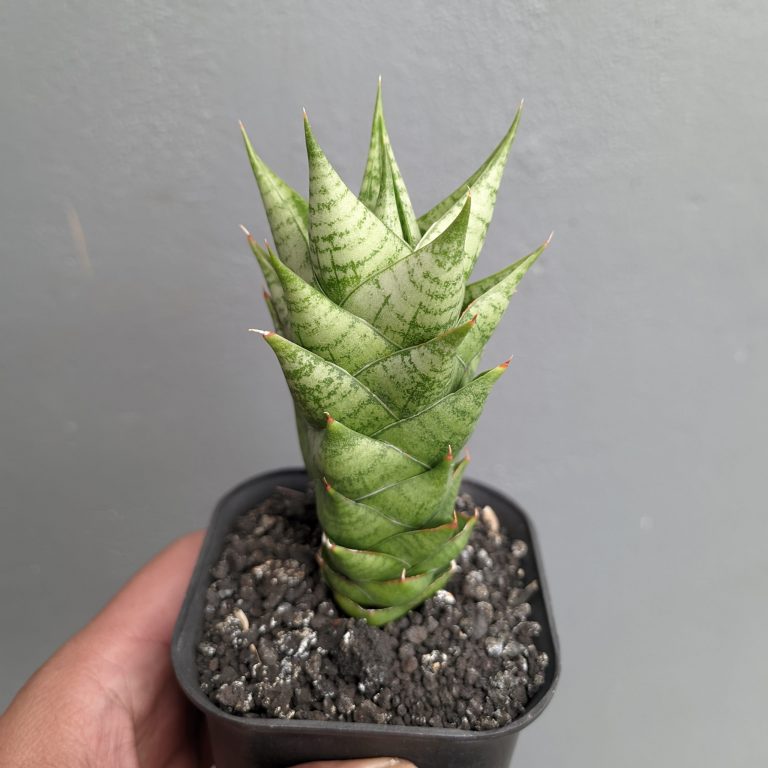 1307. Sansevieria Win Win