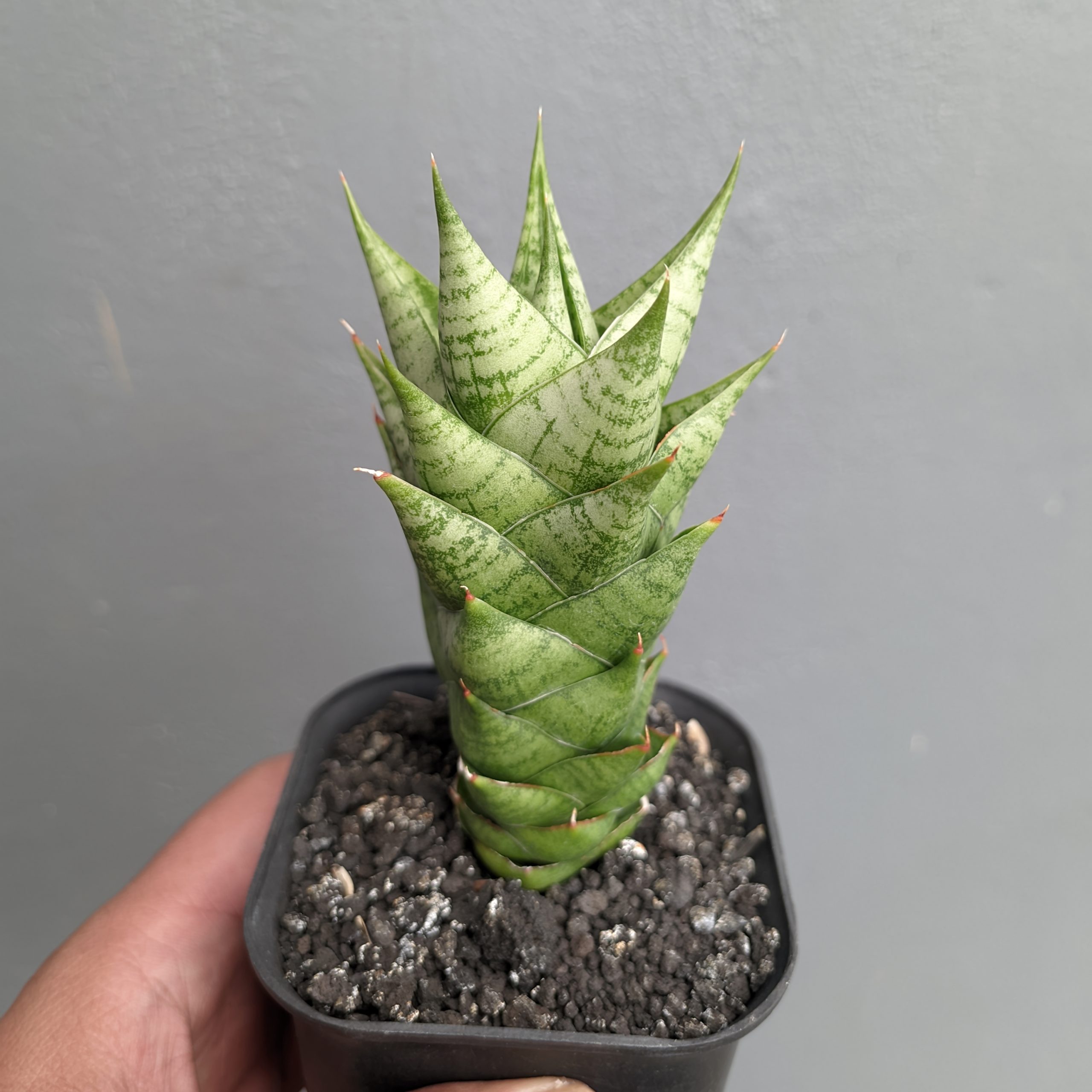 1307. Sansevieria Win Win