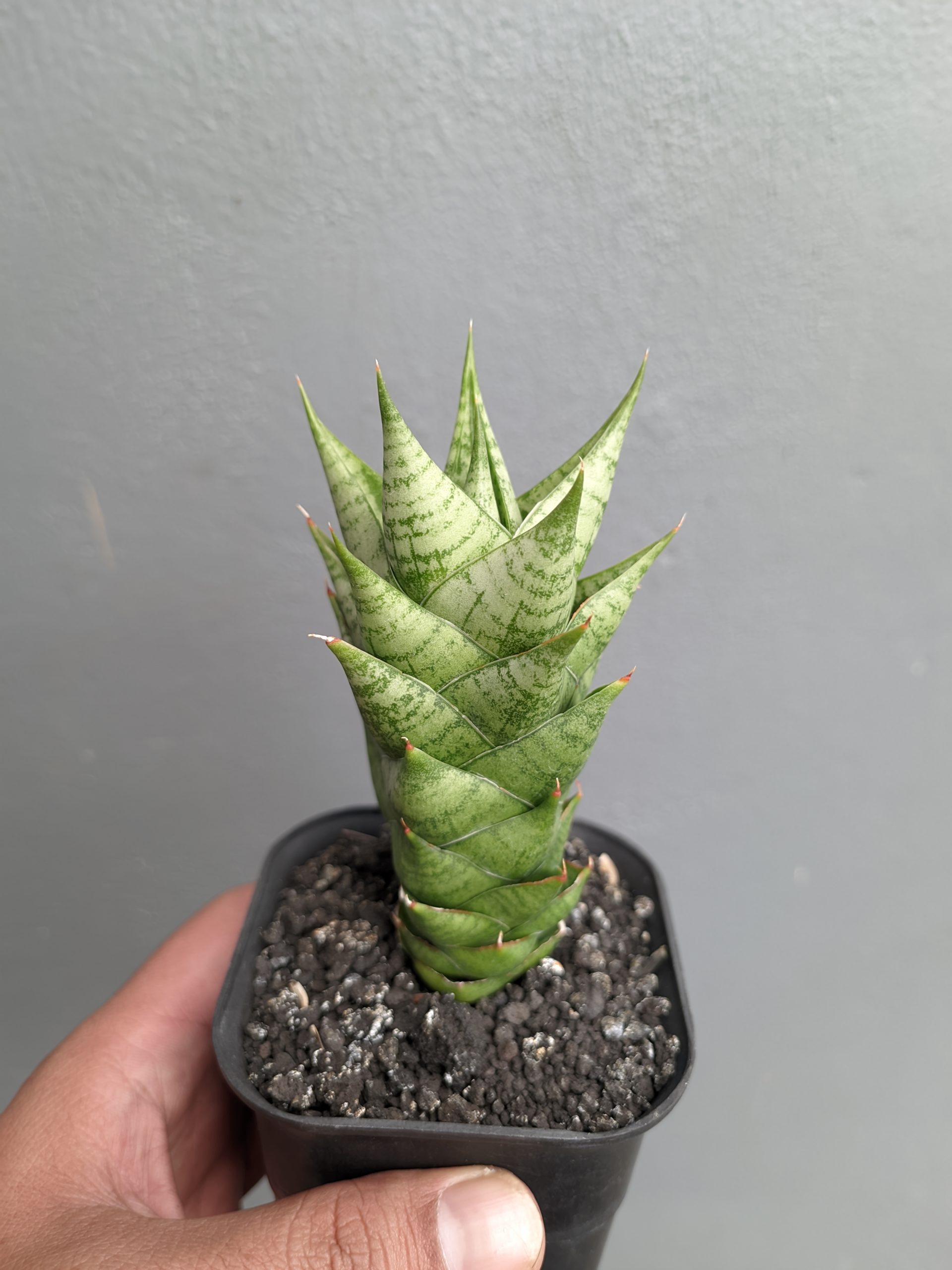 1307. Sansevieria Win Win - Image 3