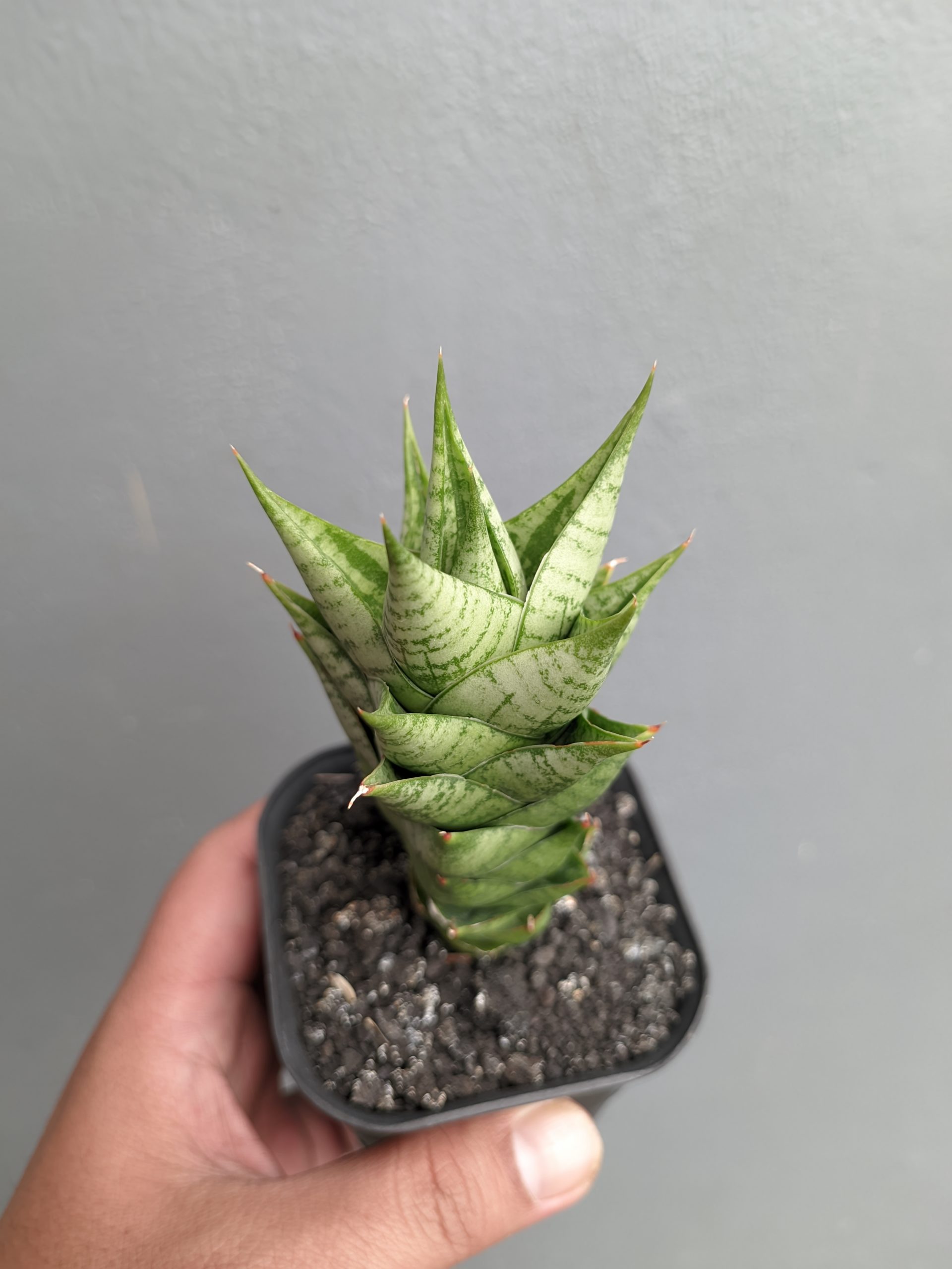 1307. Sansevieria Win Win - Image 4