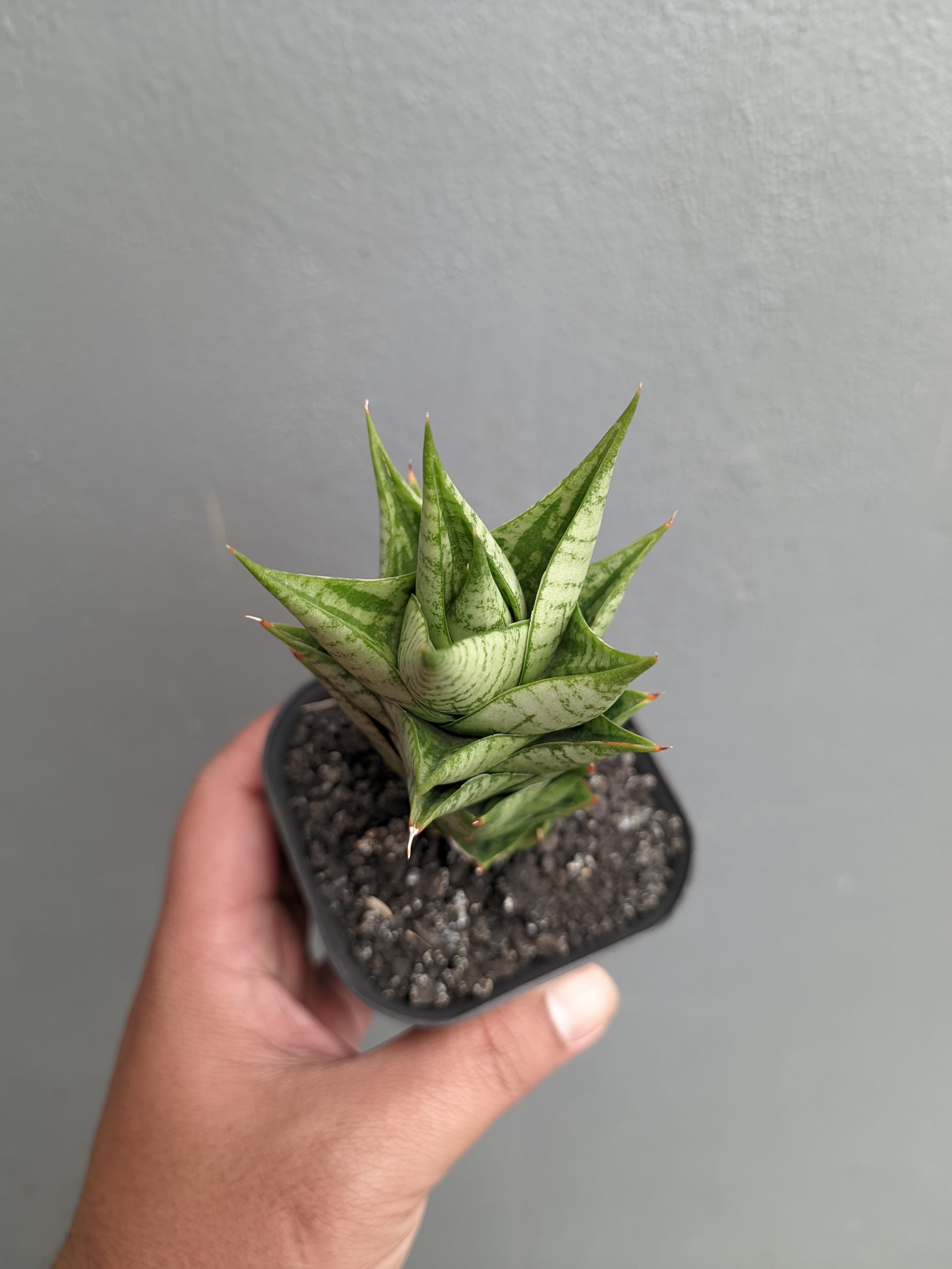 1307. Sansevieria Win Win - Image 6