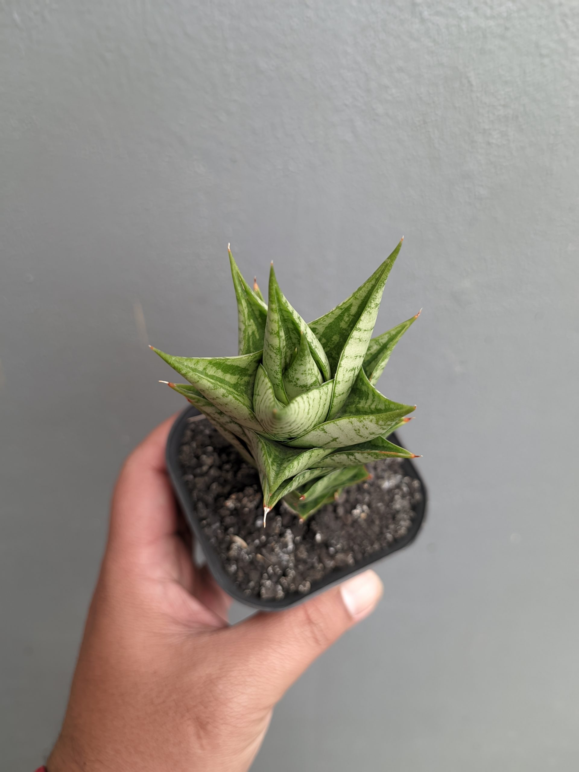 1307. Sansevieria Win Win - Image 7