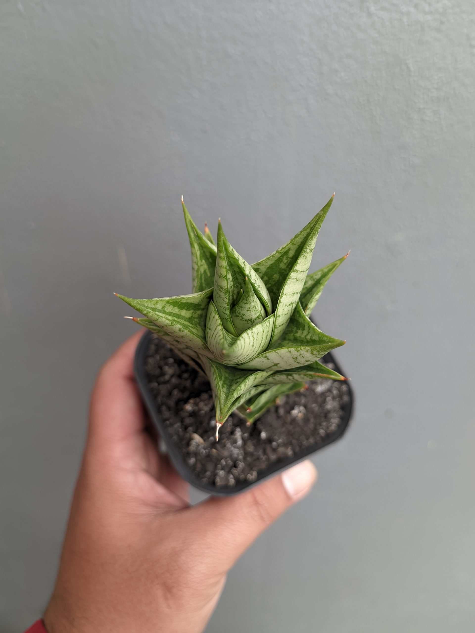 1307. Sansevieria Win Win - Image 8