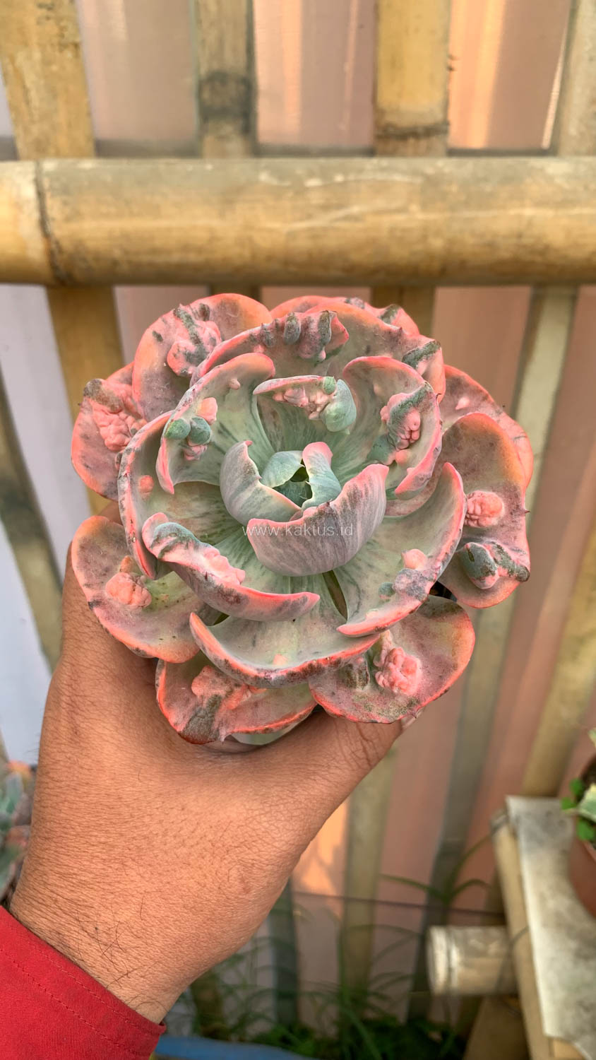 1308. Echeveria Beyonce Variegated - Image 7