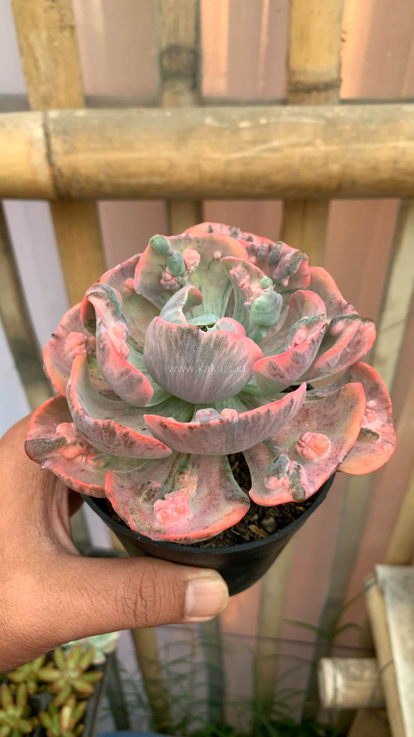 1308. Echeveria Beyonce Variegated - Image 3