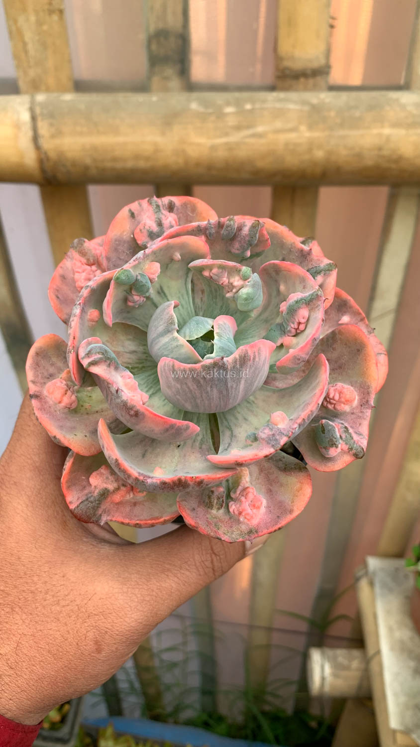 1308. Echeveria Beyonce Variegated - Image 5