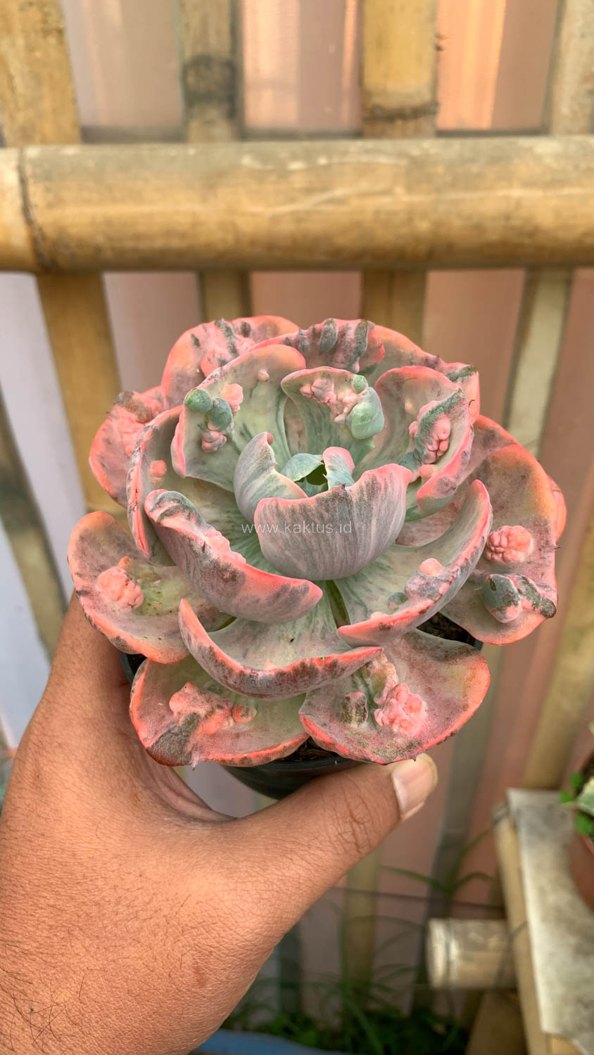 1308. Echeveria Beyonce Variegated - Image 14